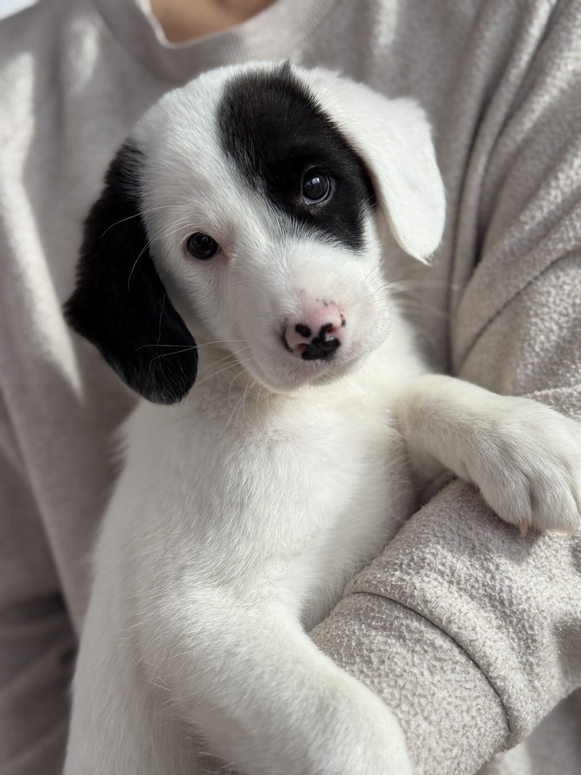 雑種（ミックス犬）・オスの里親募集の写真