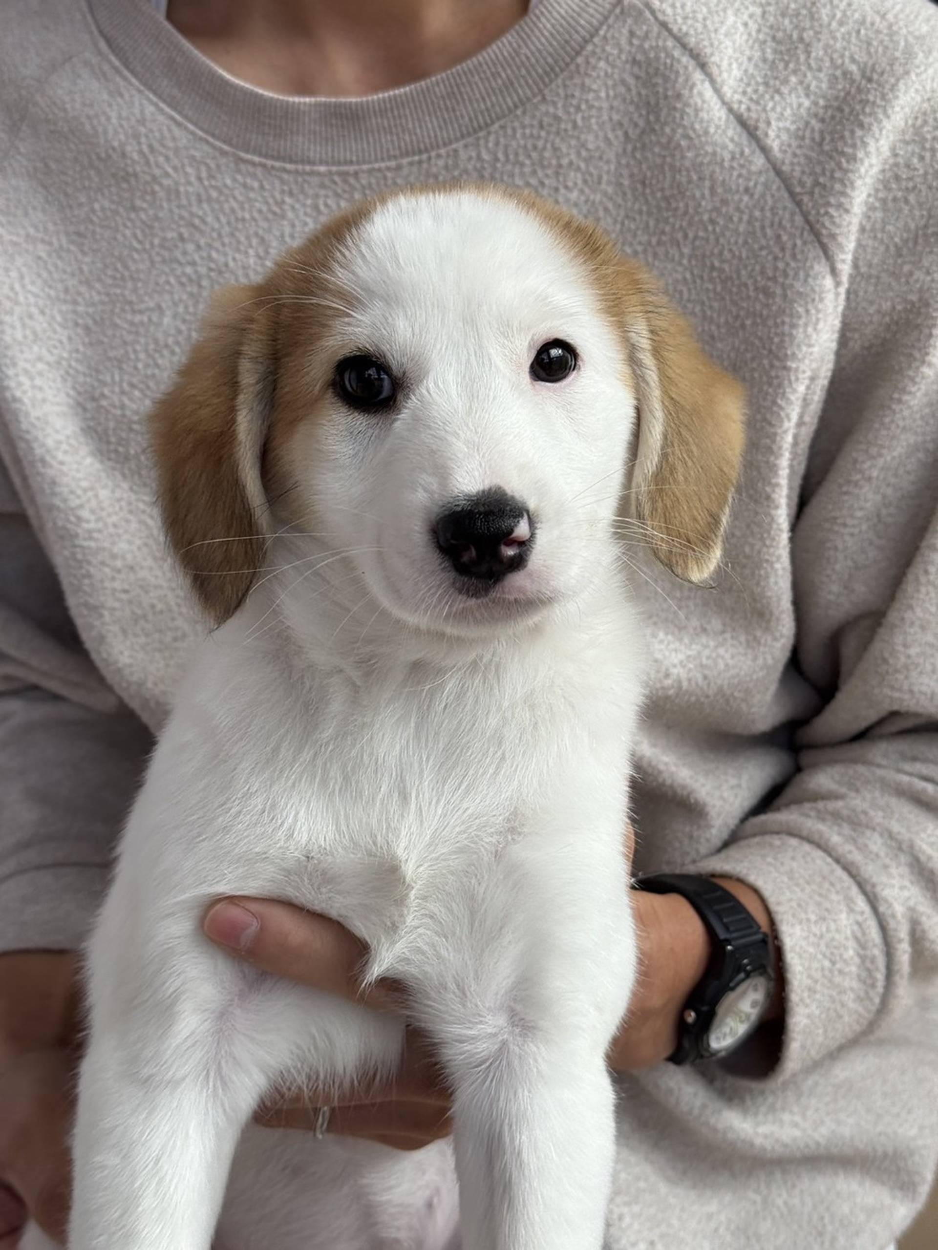 雑種（ミックス犬）・メスの里親募集の写真