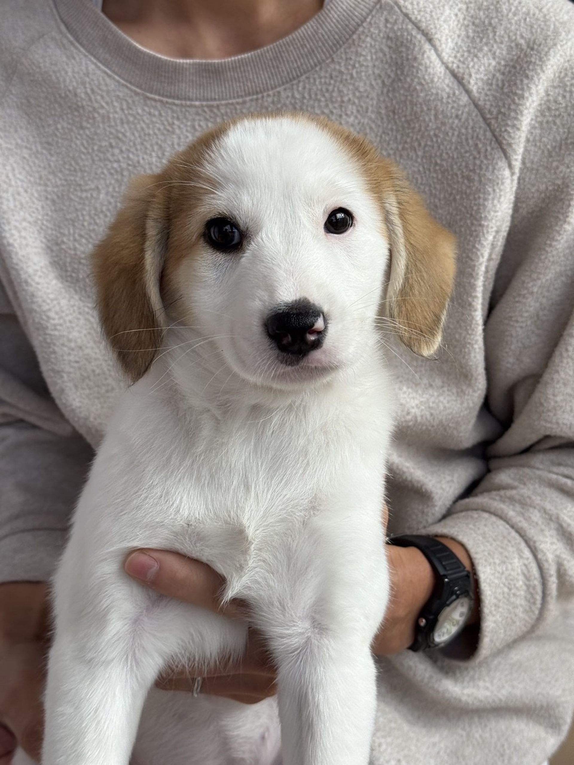 雑種（ミックス犬）・メスの里親募集の写真
