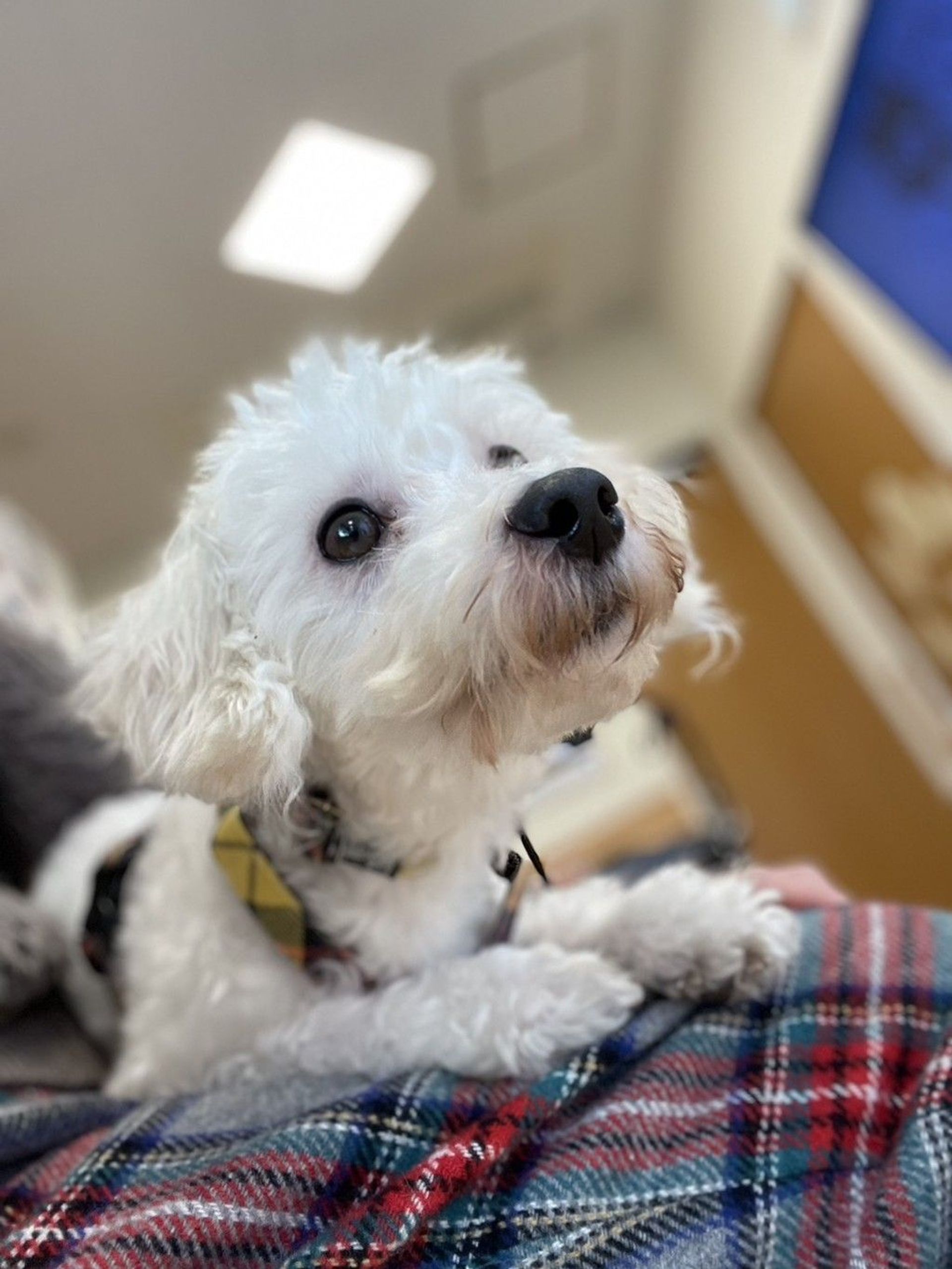 雑種（ミックス犬）・オスの里親募集の写真