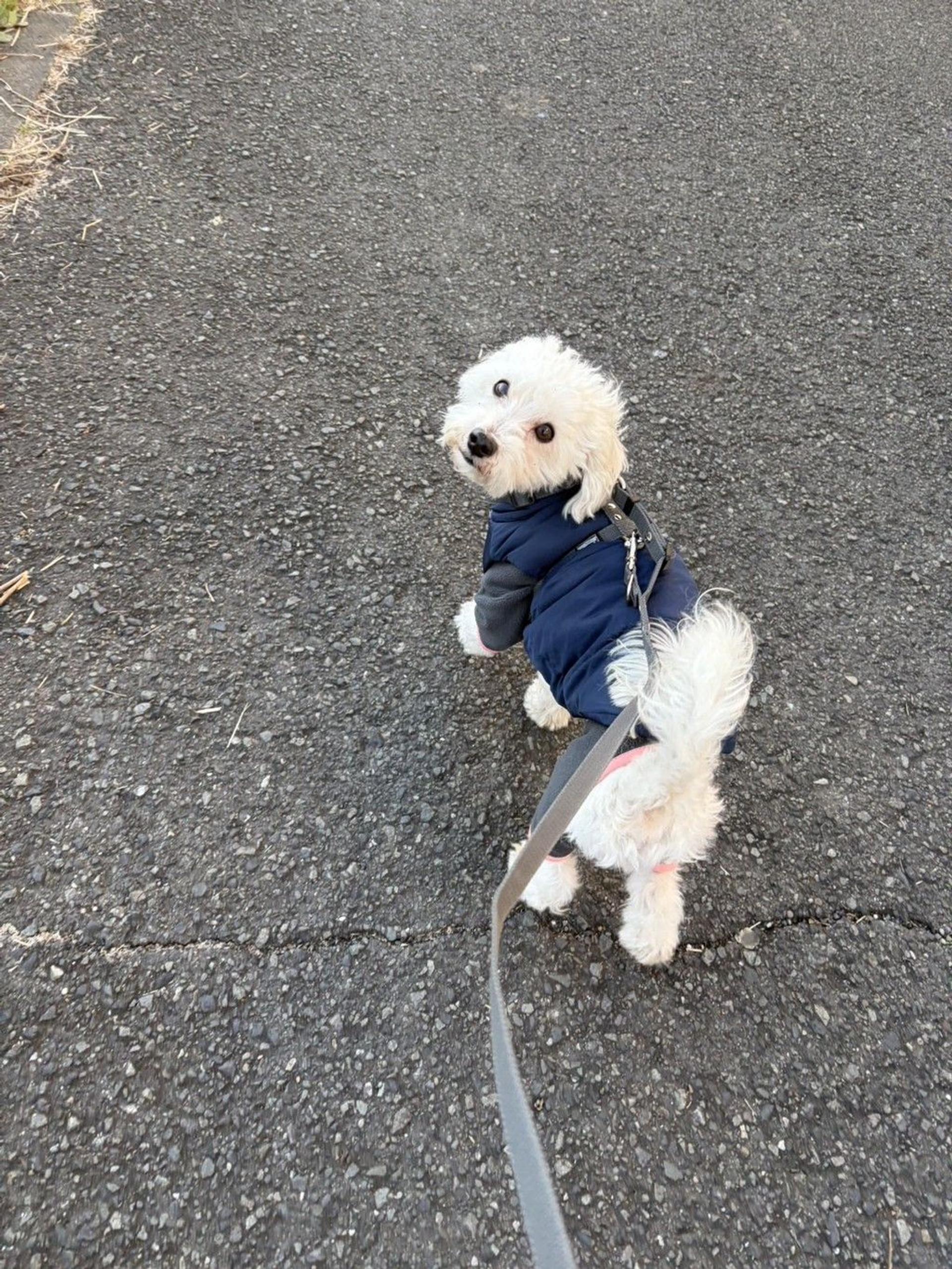pet-image-4