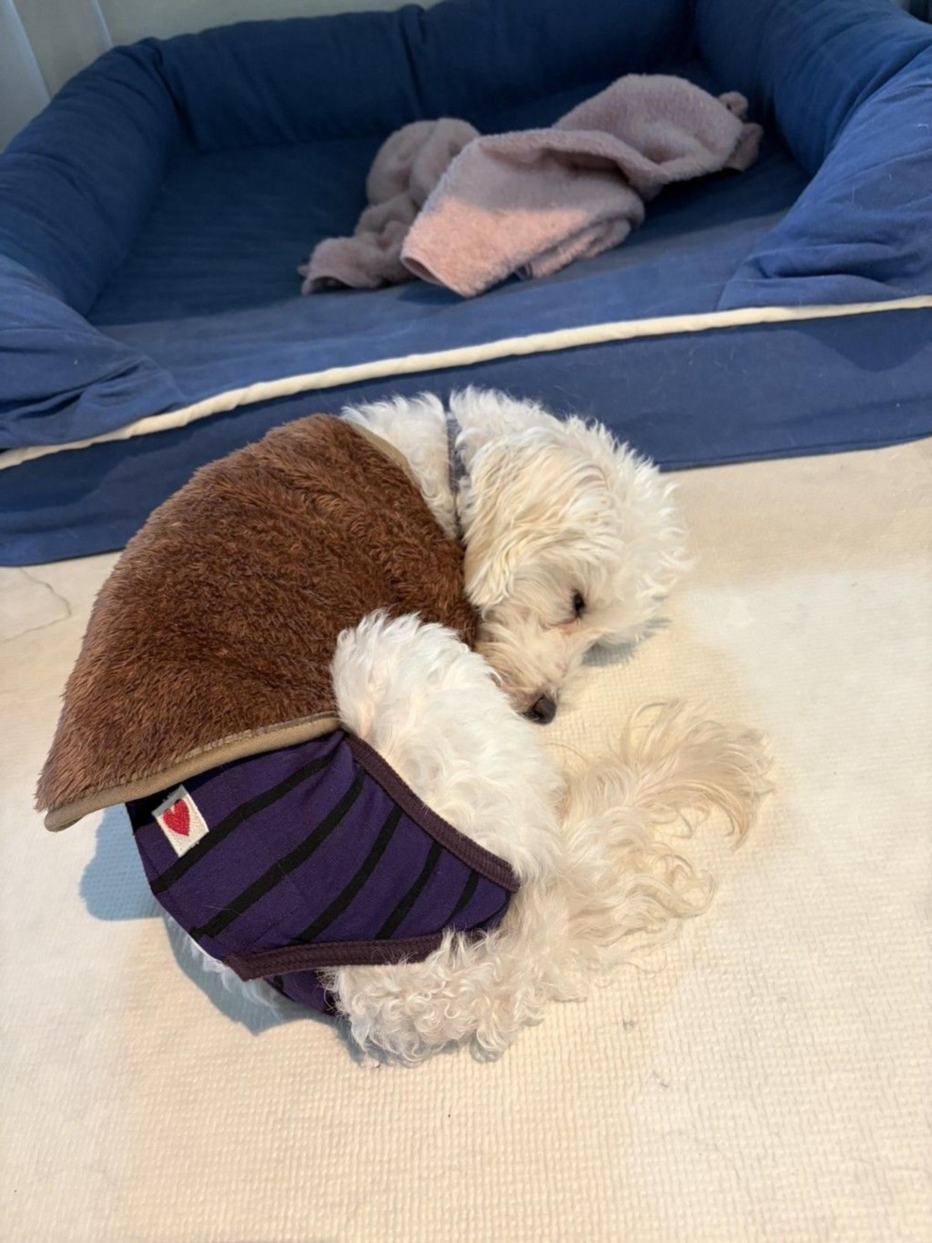 pet-image-8