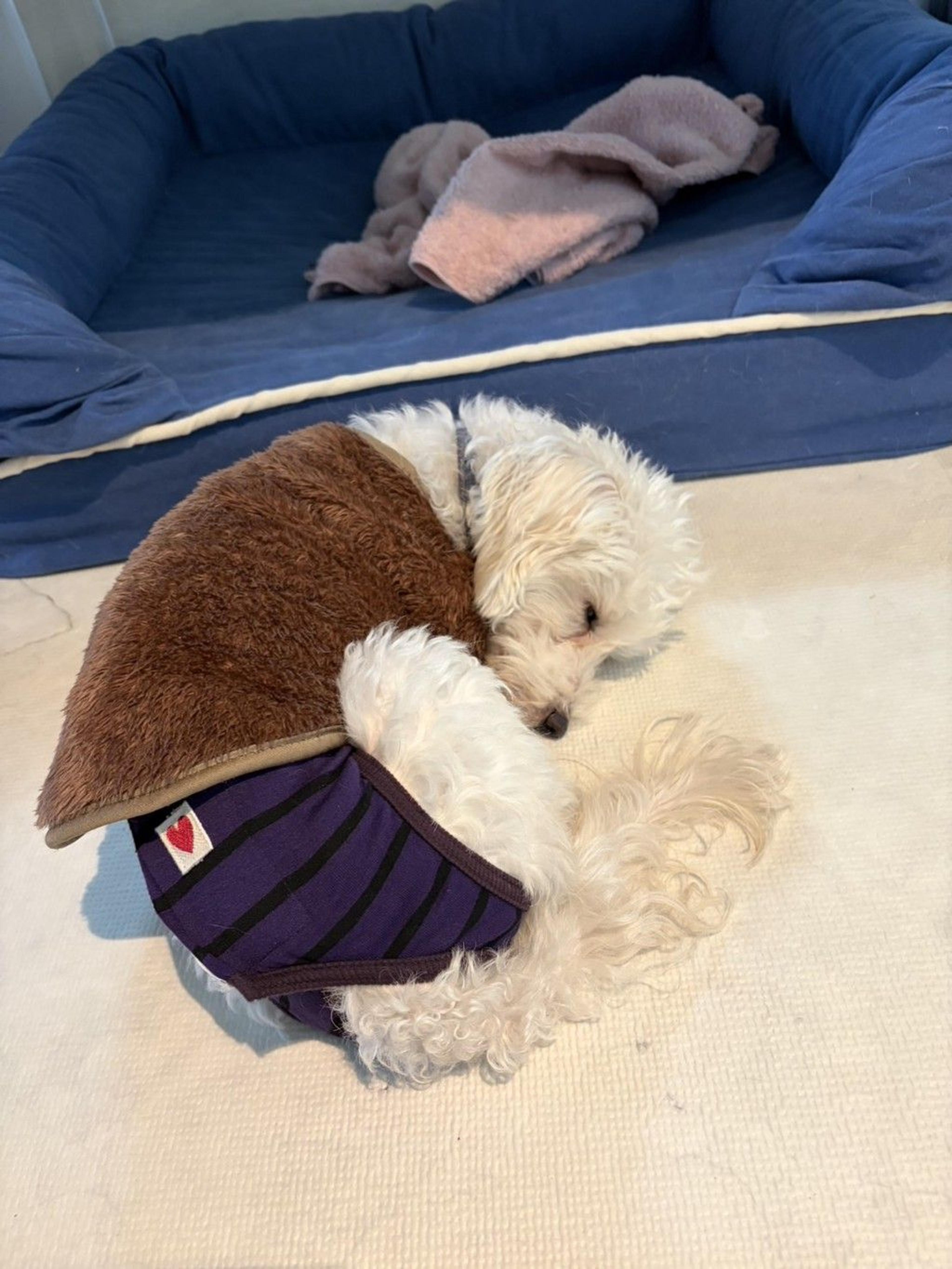 pet-image-8