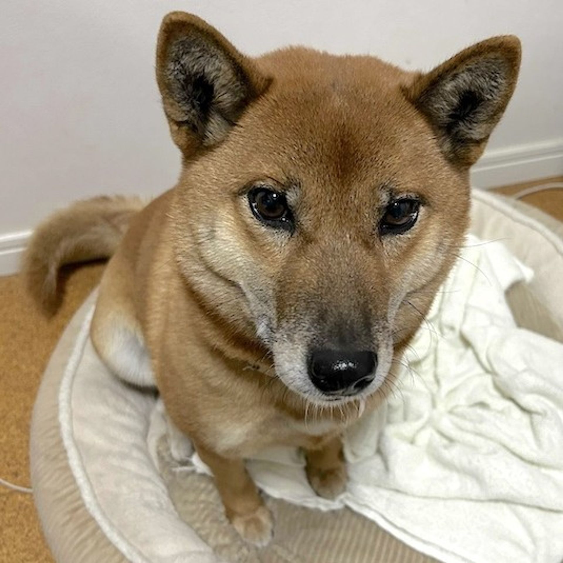 雑種（ミックス犬）・メスの里親募集の写真