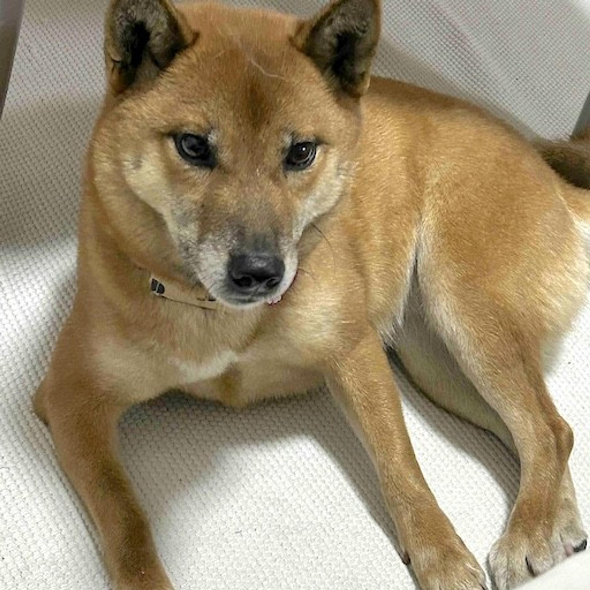 pet-image-3