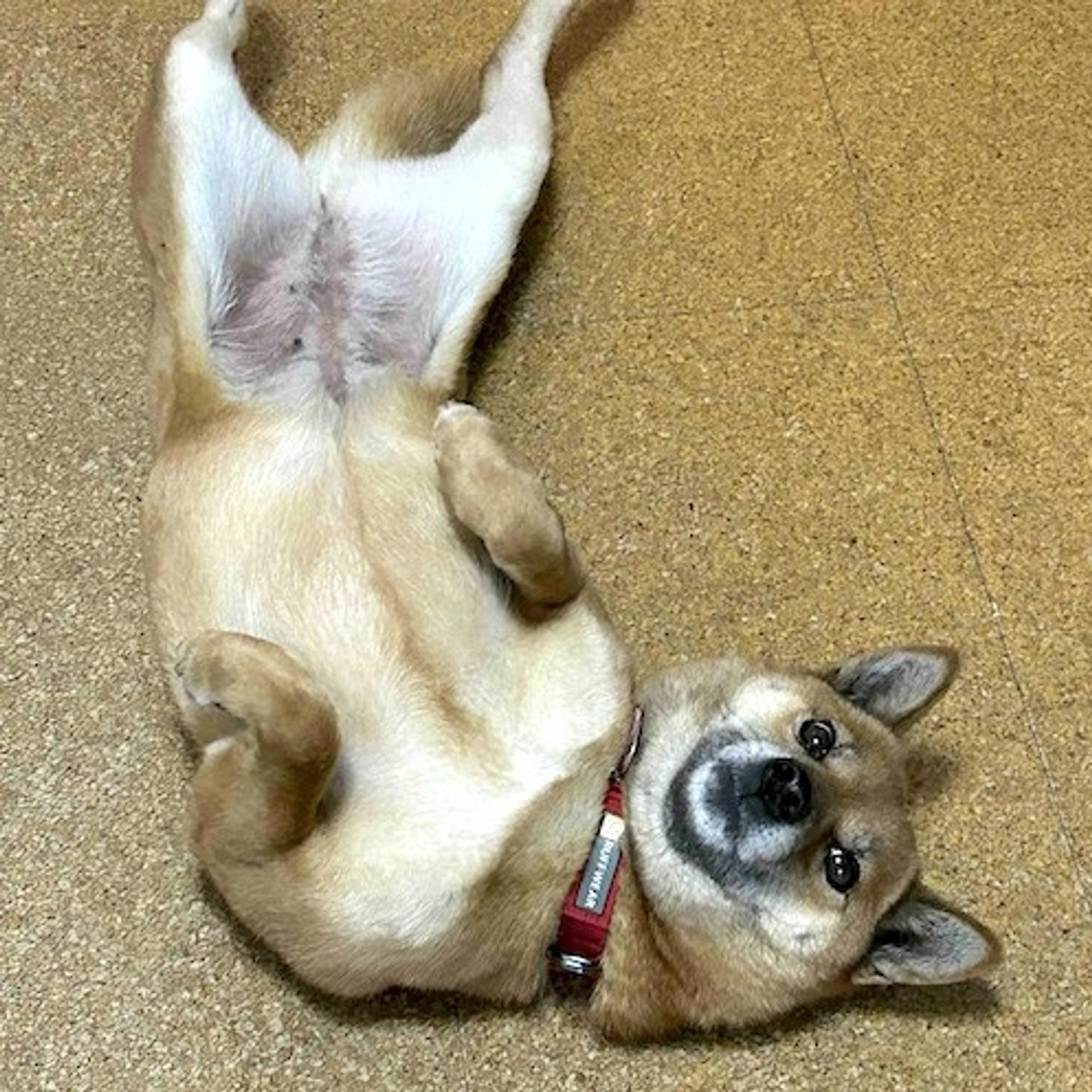 pet-image-4