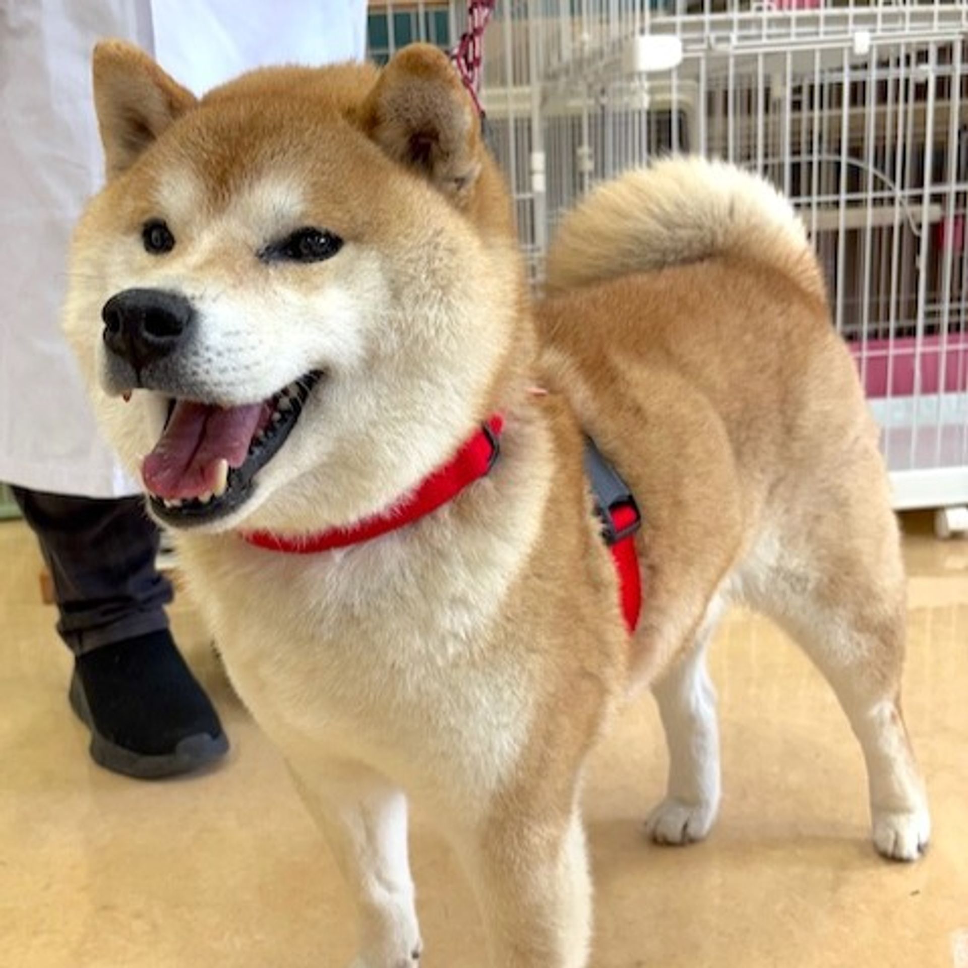 柴犬・オスの里親募集の写真