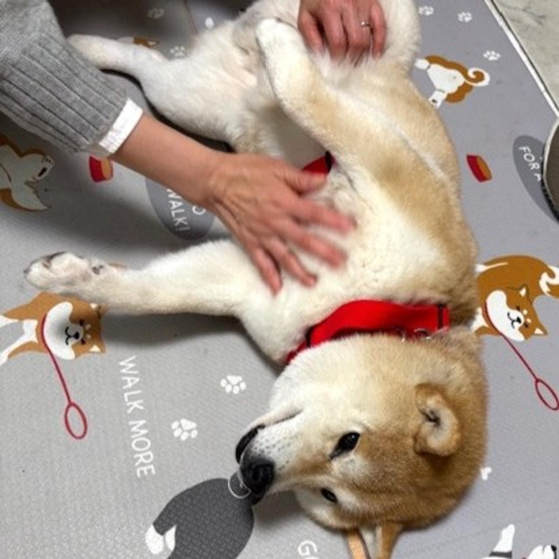 pet-image-4