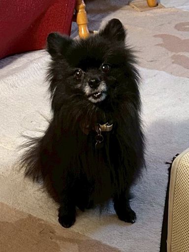 ポメラニアン・メスの里親募集の写真