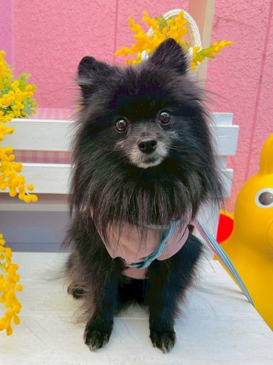 ポメラニアン・メスの里親募集の写真