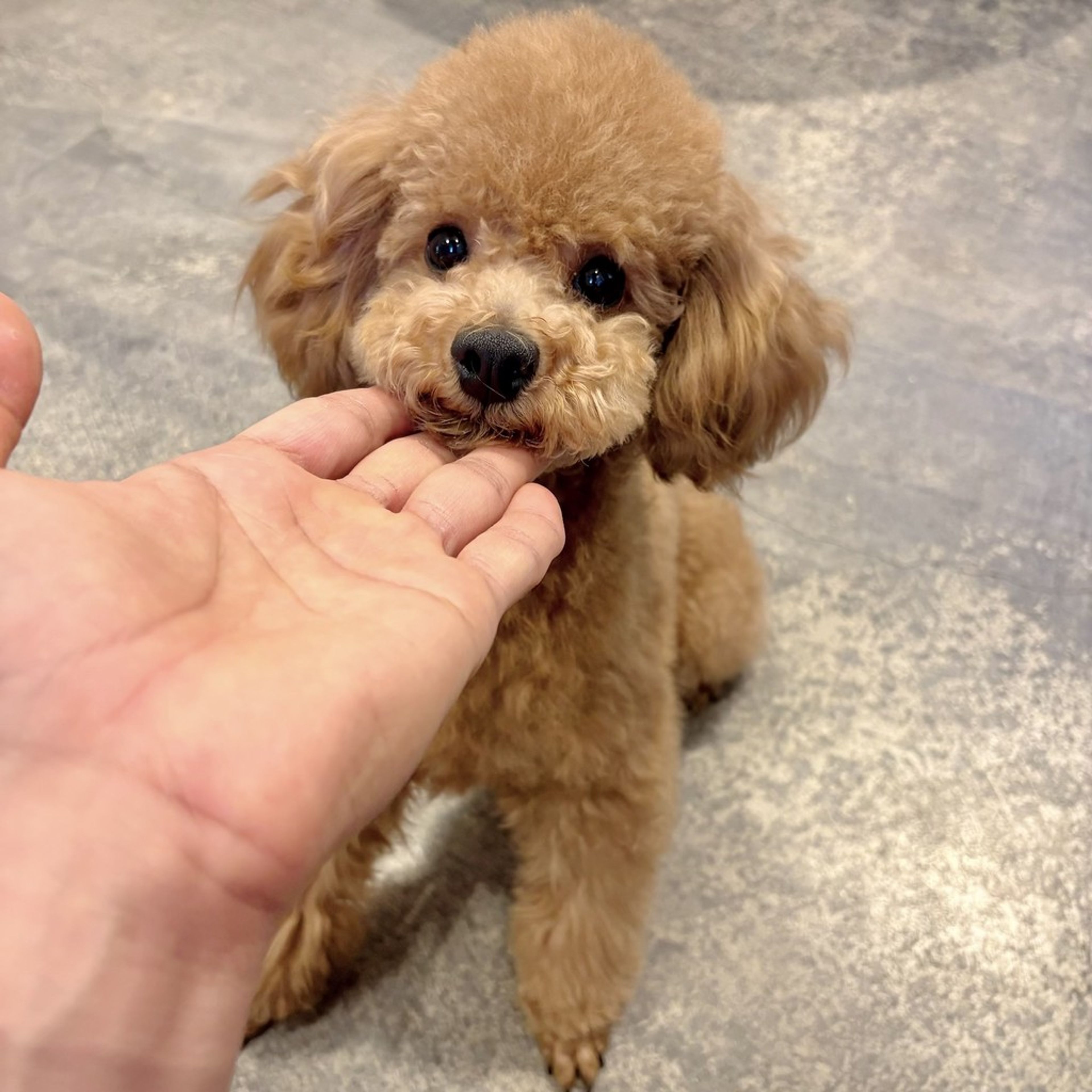 トイプードル・メスの里親募集の写真