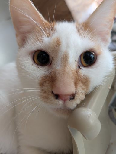 雑種（ミックス猫）・オスの里親募集の写真