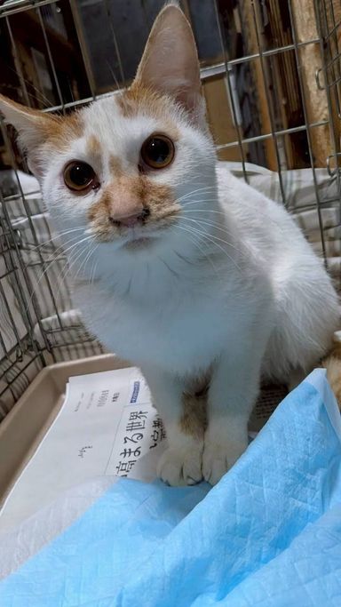 雑種（ミックス猫）・オスの里親募集の写真