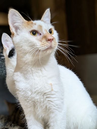 雑種（ミックス猫）・オスの里親募集の写真