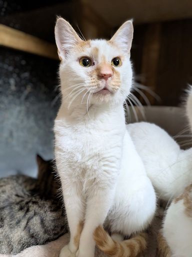 雑種（ミックス猫）・オスの里親募集の写真