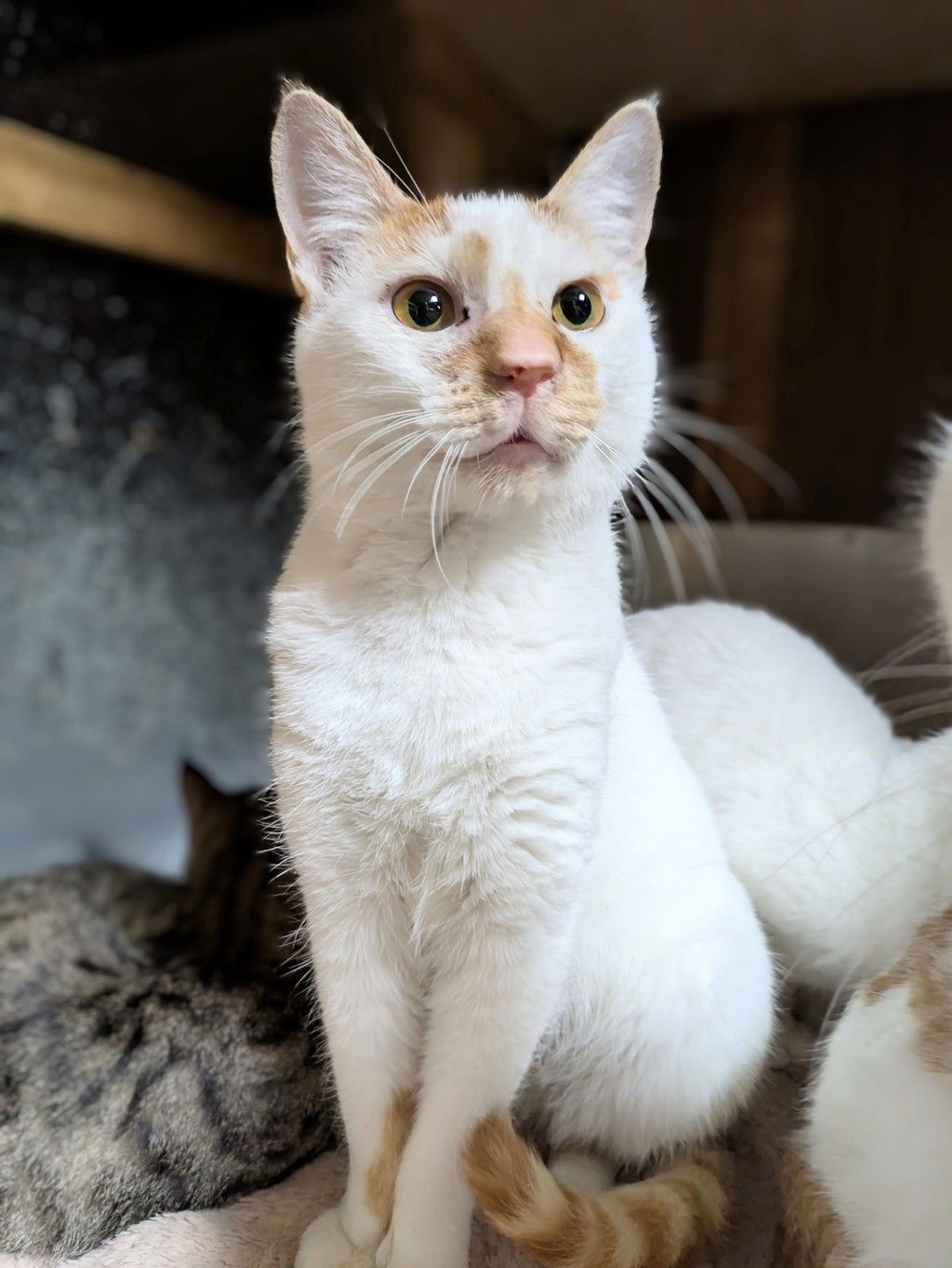 雑種（ミックス猫）・オスの里親募集の写真