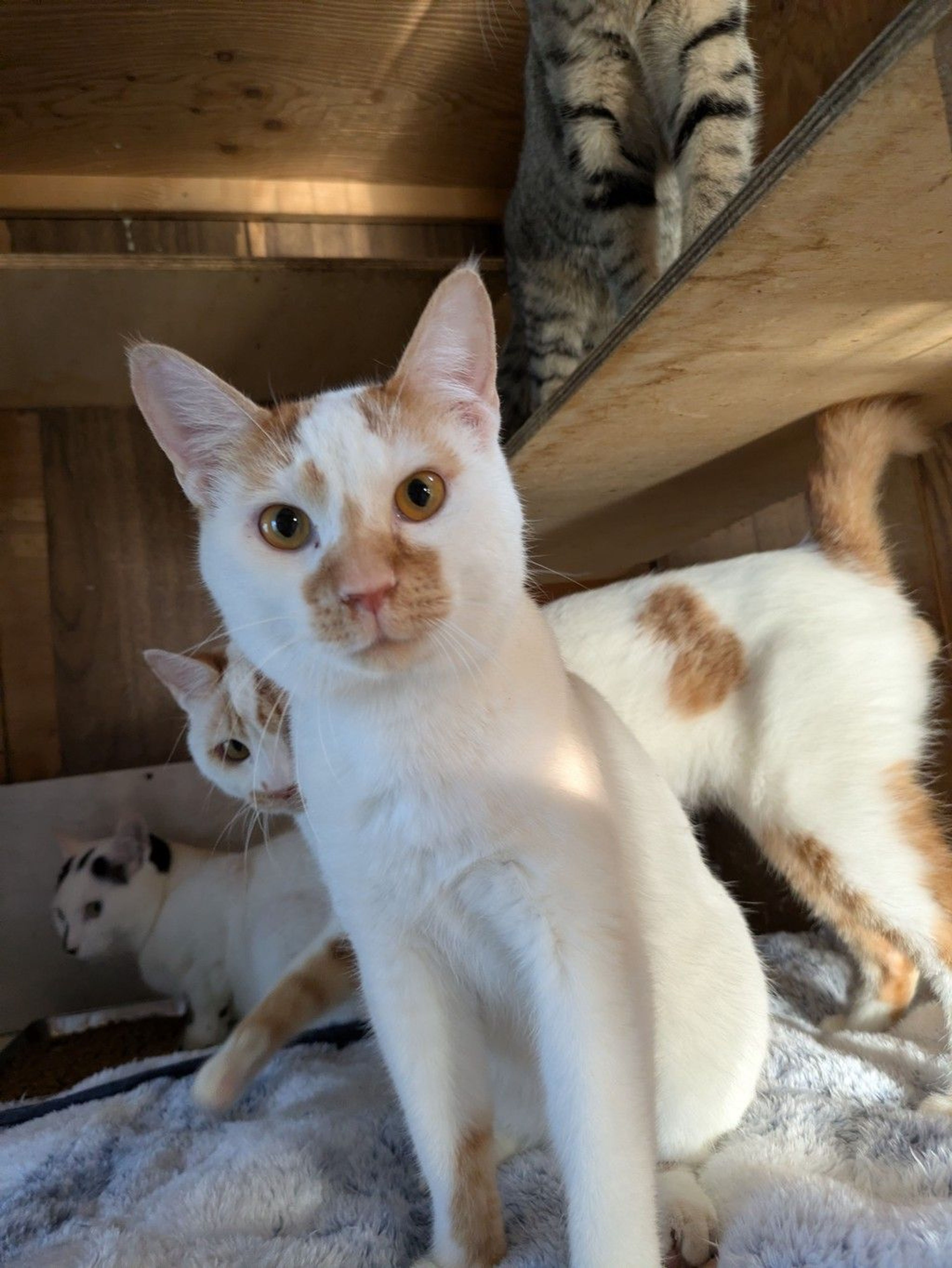 雑種（ミックス猫）・オスの里親募集の写真