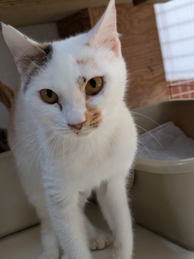 雑種（ミックス猫）・メスの里親募集の写真