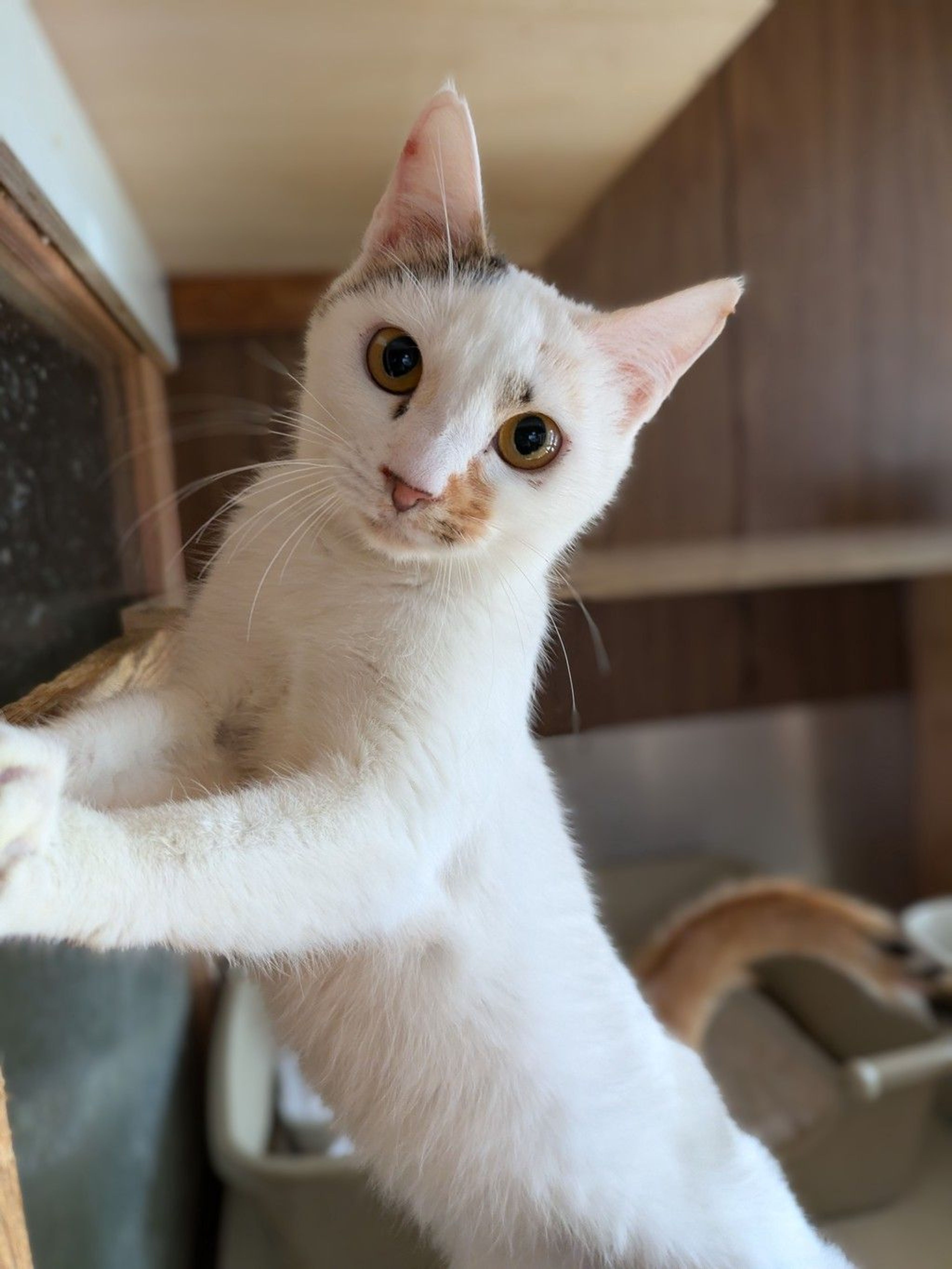 雑種（ミックス猫）・メスの里親募集の写真