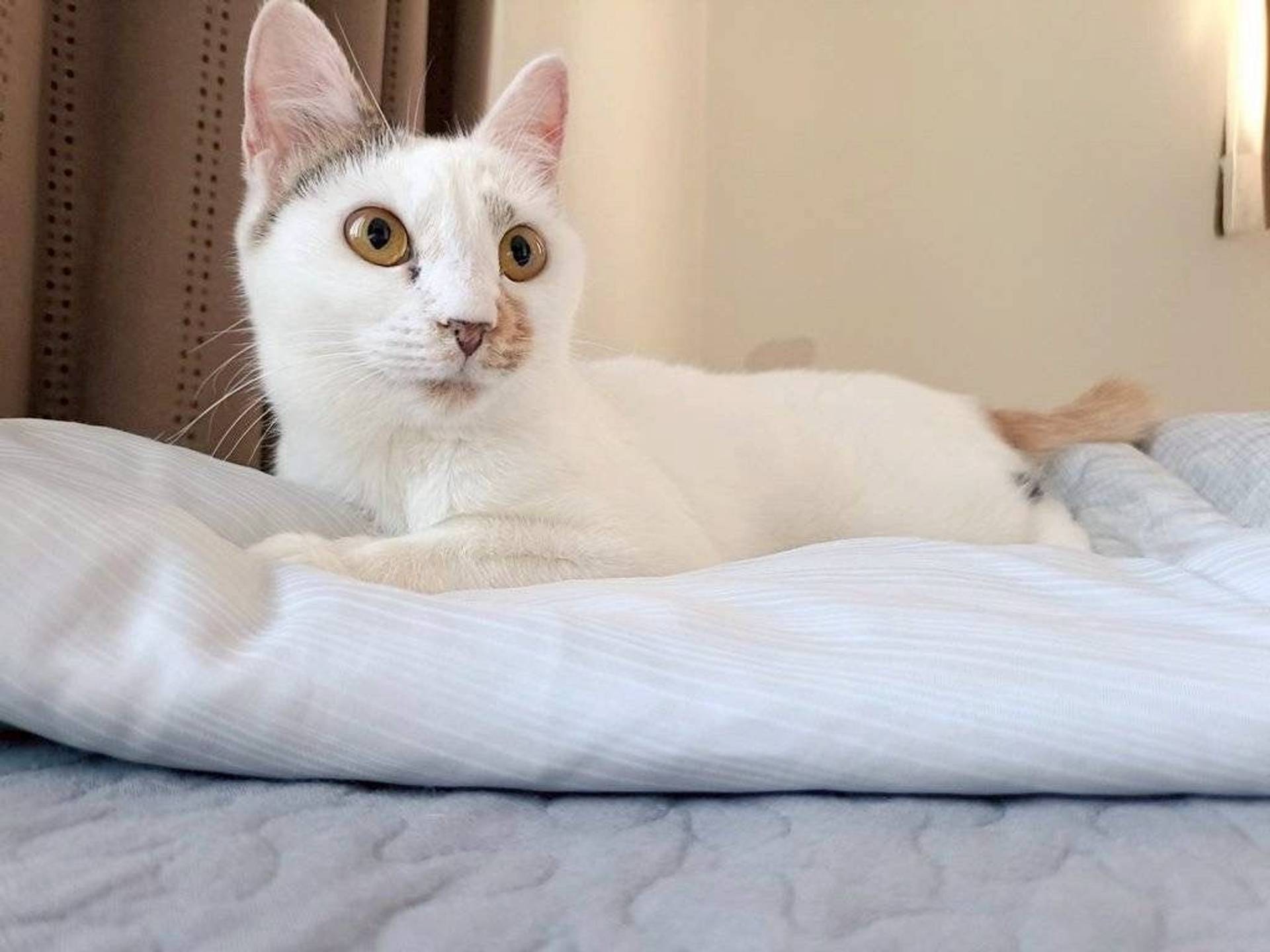 雑種（ミックス猫）・メスの里親募集の写真