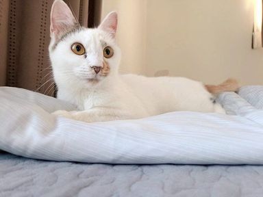 はくの写真