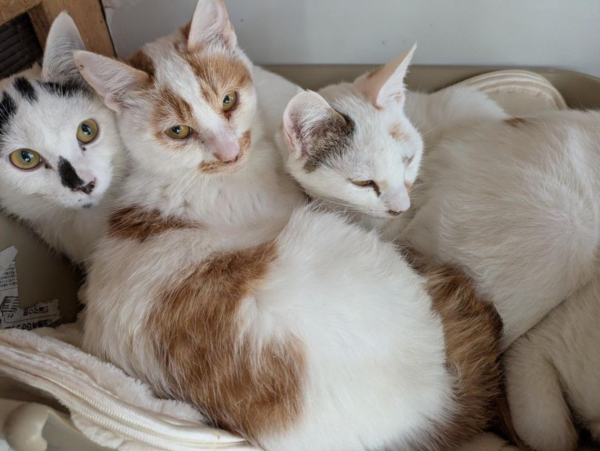 pet-image-6