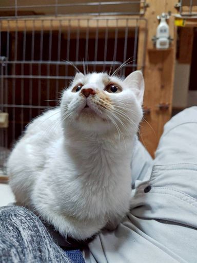 雑種（ミックス猫）・オスの里親募集の写真