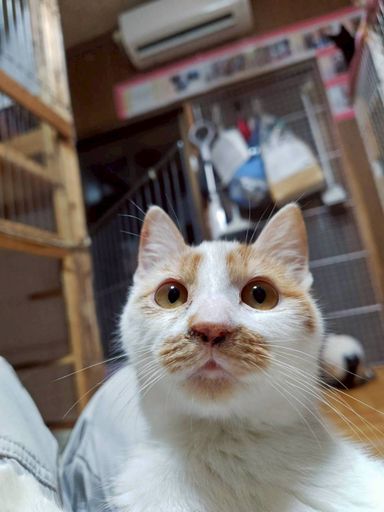 雑種（ミックス猫）・オスの里親募集の写真