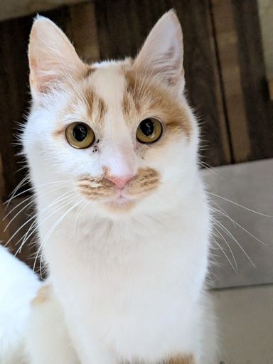 雑種（ミックス猫）・オスの里親募集の写真