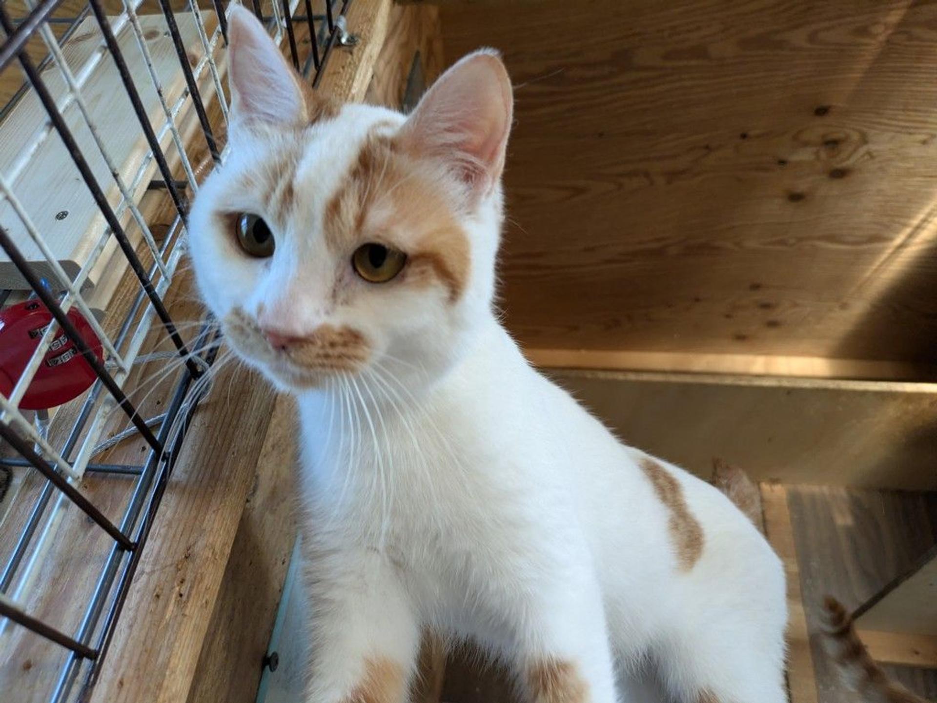 pet-image-2