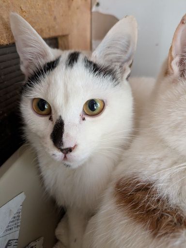 雑種（ミックス猫）・オスの里親募集の写真