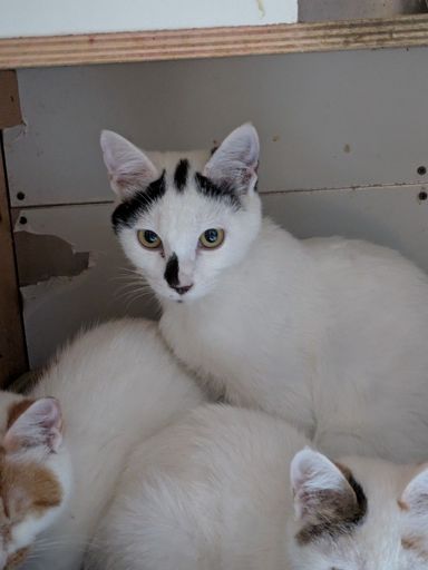 雑種（ミックス猫）・オスの里親募集の写真