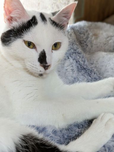 雑種（ミックス猫）・オスの里親募集の写真