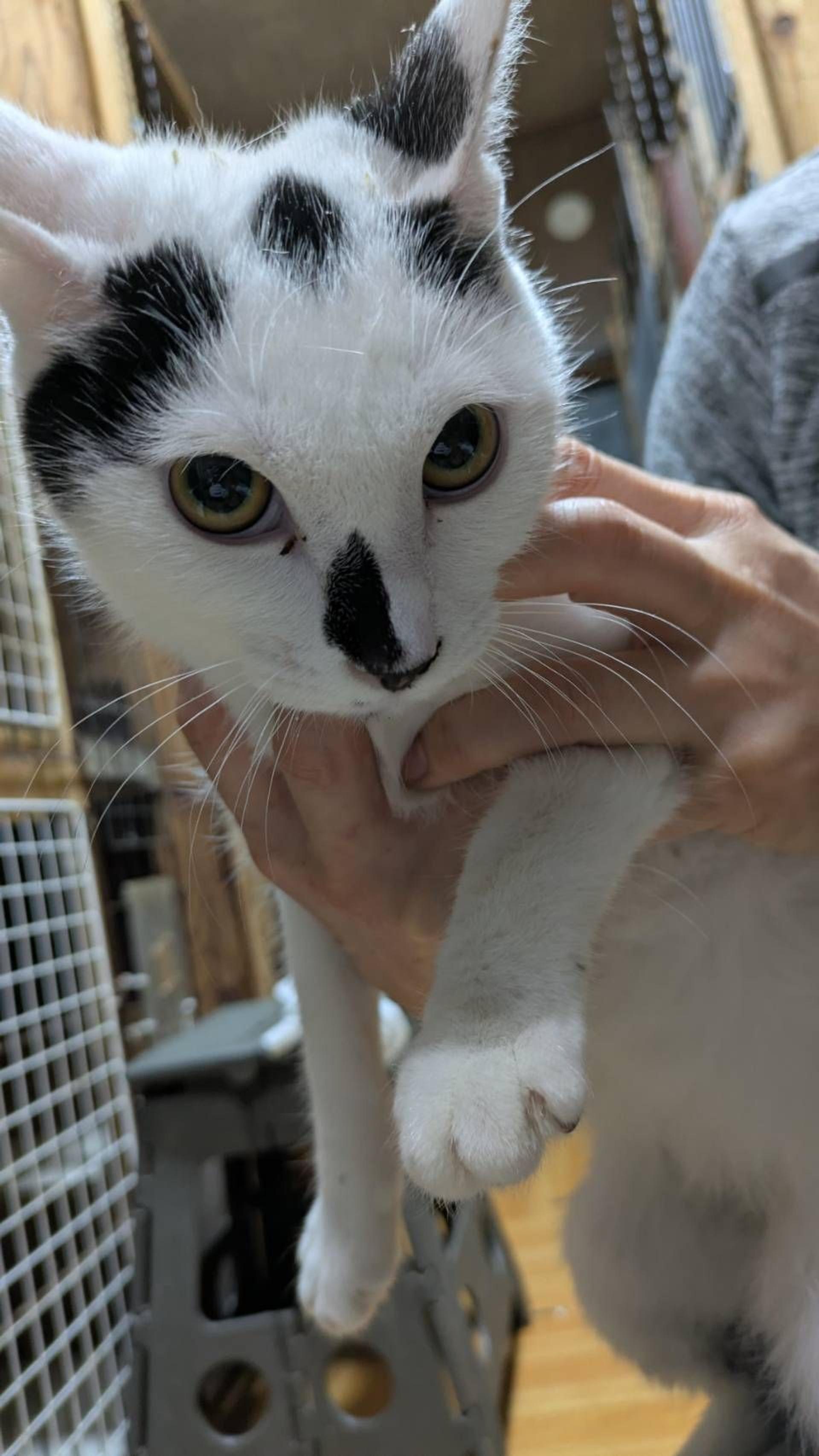 pet-image-3