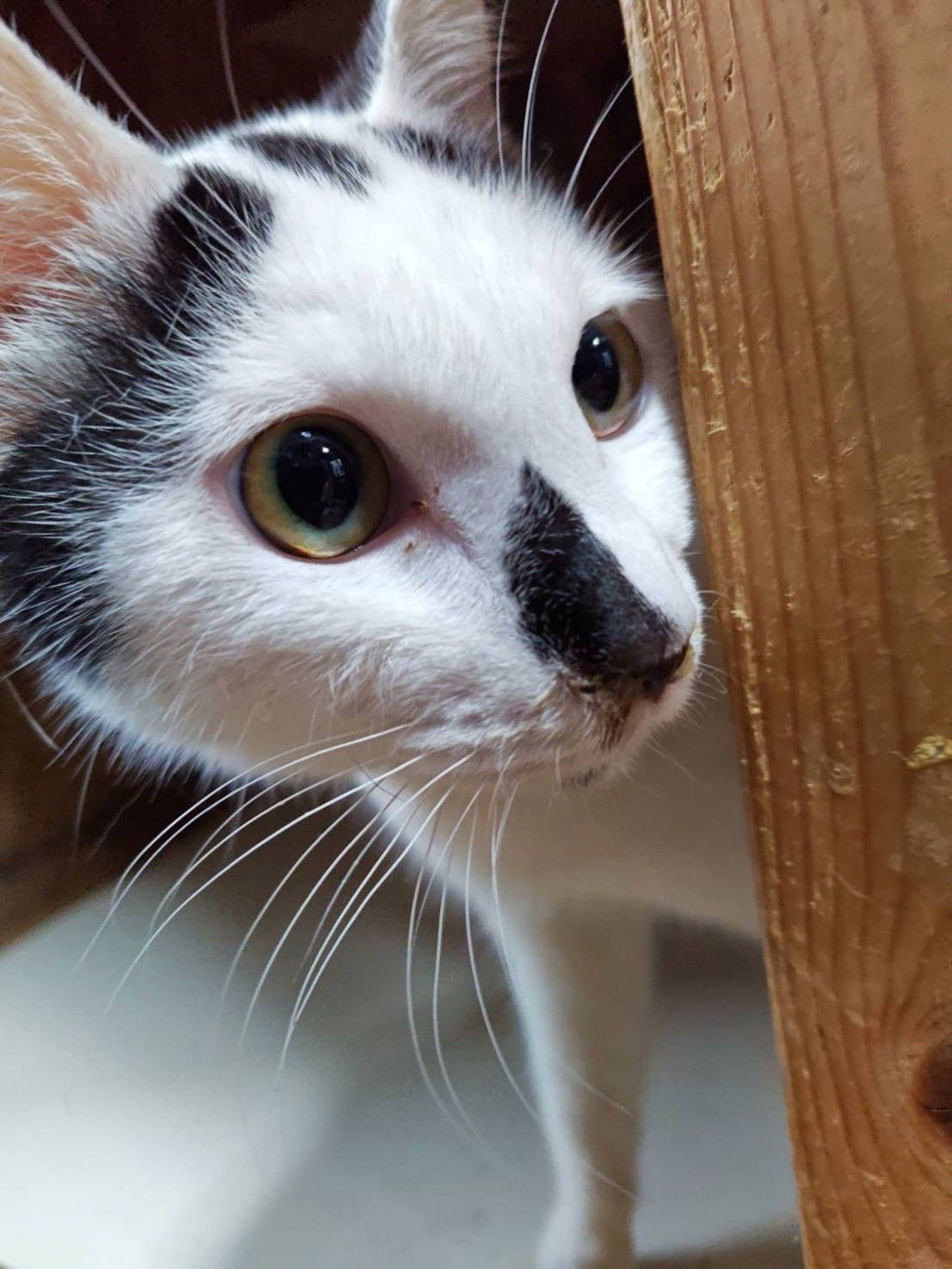 雑種（ミックス猫）・オスの里親募集の写真