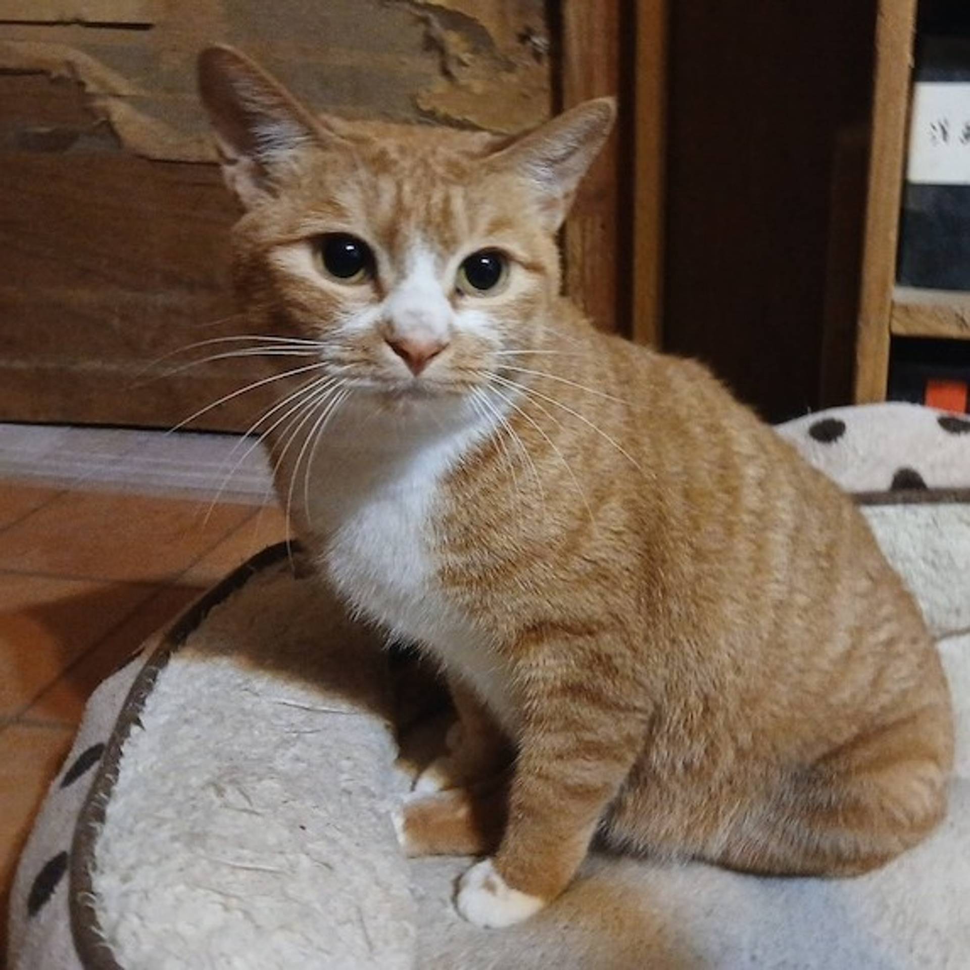 雑種（ミックス猫）・メスの里親募集の写真
