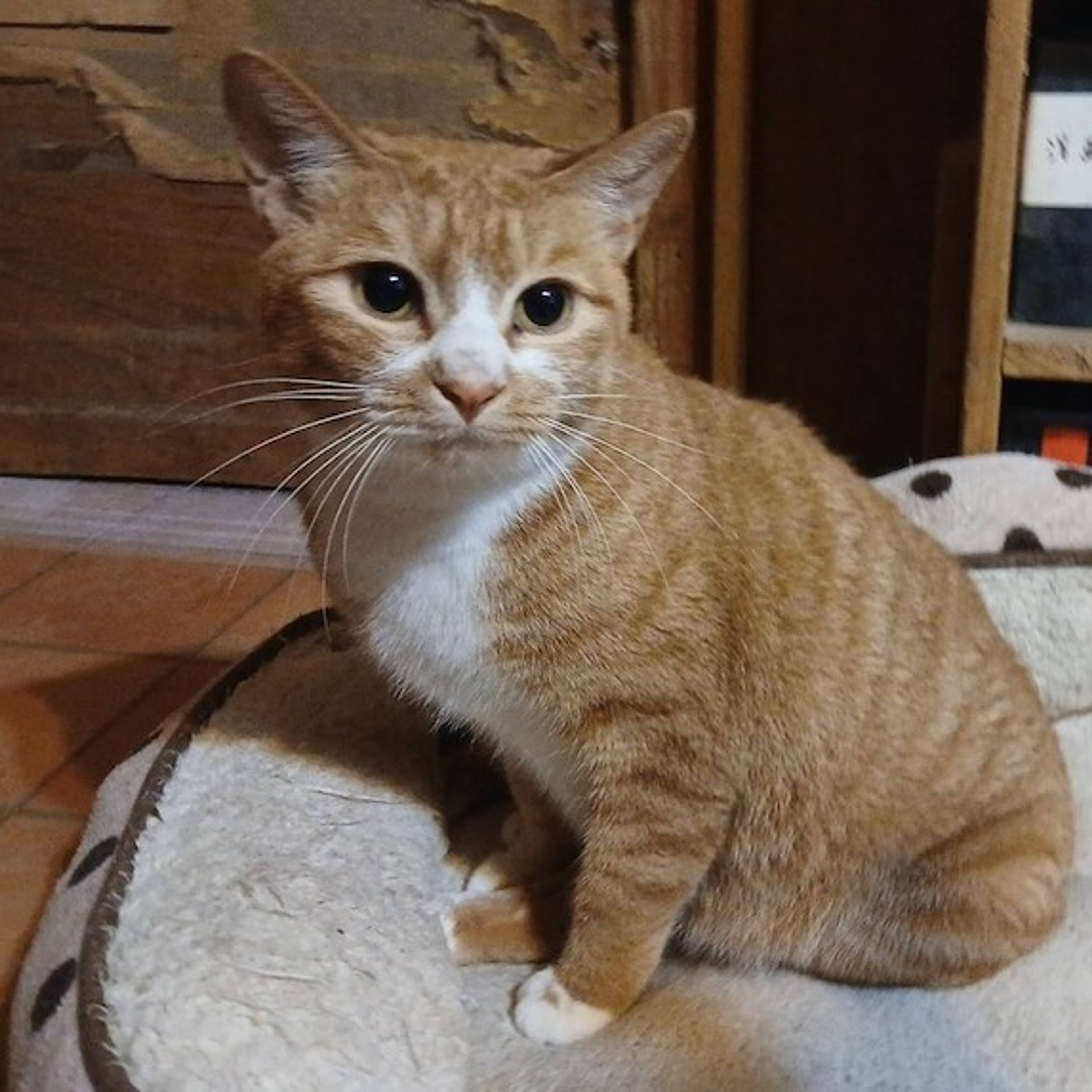 雑種（ミックス猫）・メスの里親募集の写真