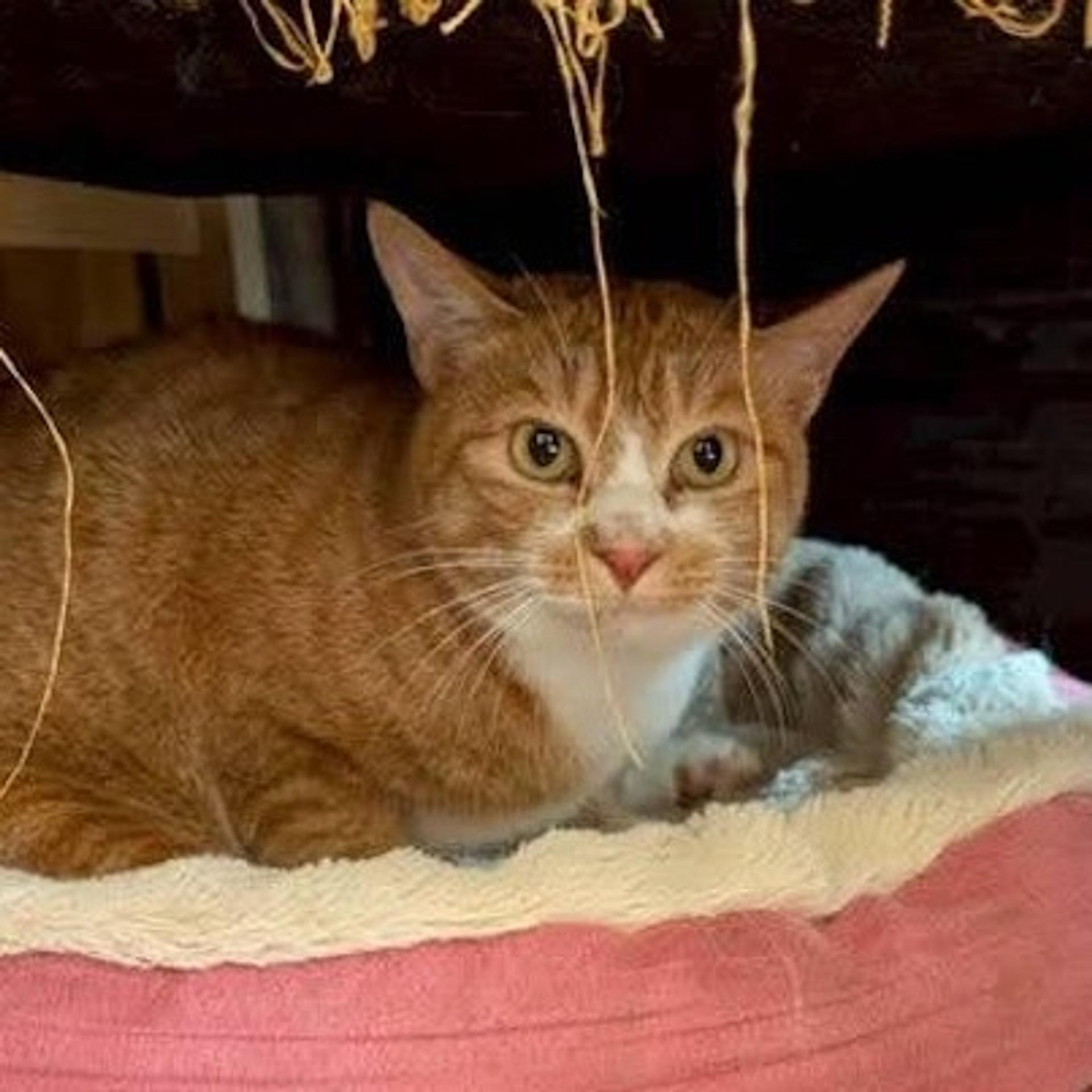 pet-image-2