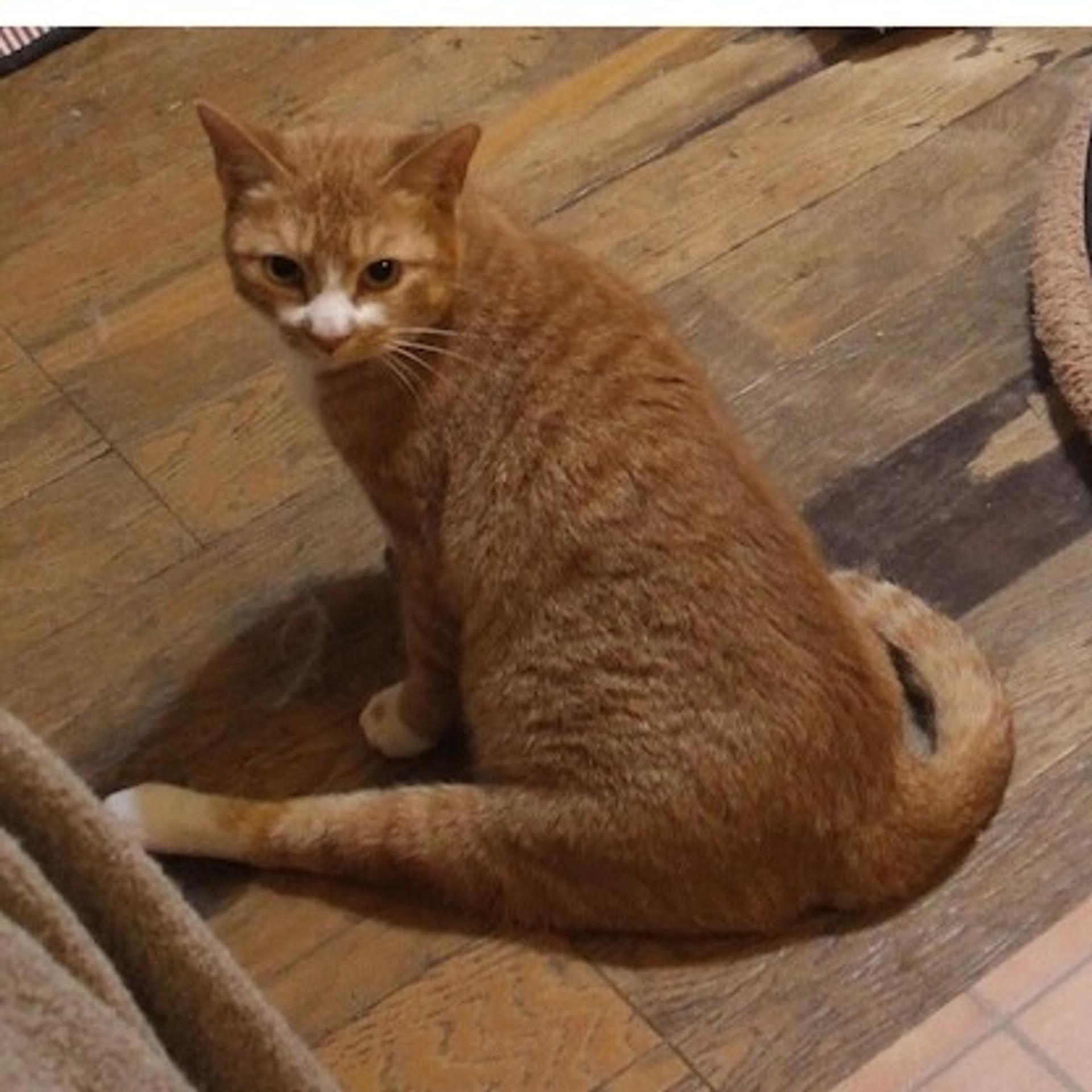 pet-image-4