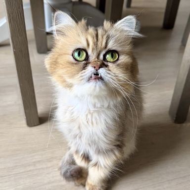 エキゾチックショートヘア・メスの里親募集の写真