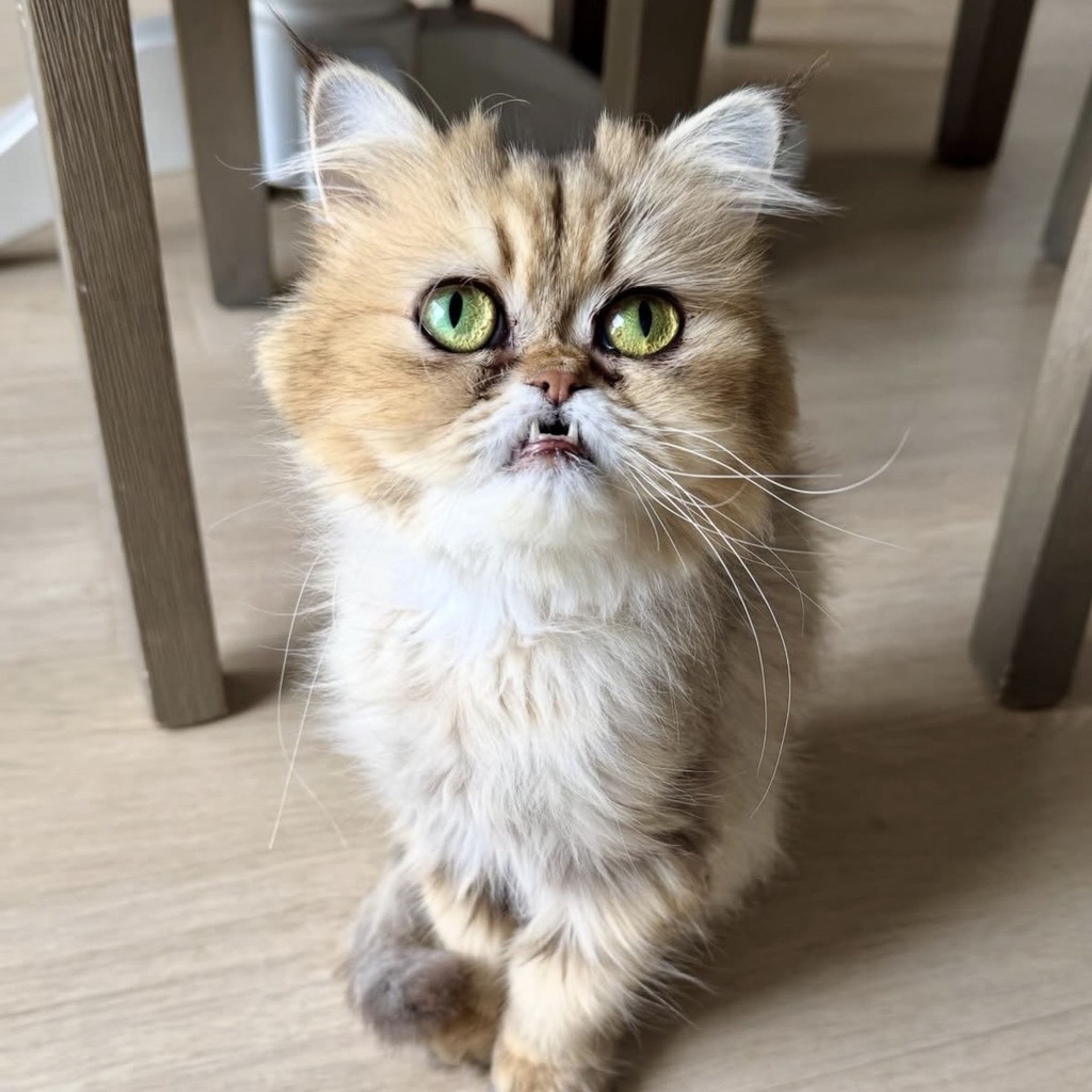 エキゾチックショートヘア・メスの里親募集の写真