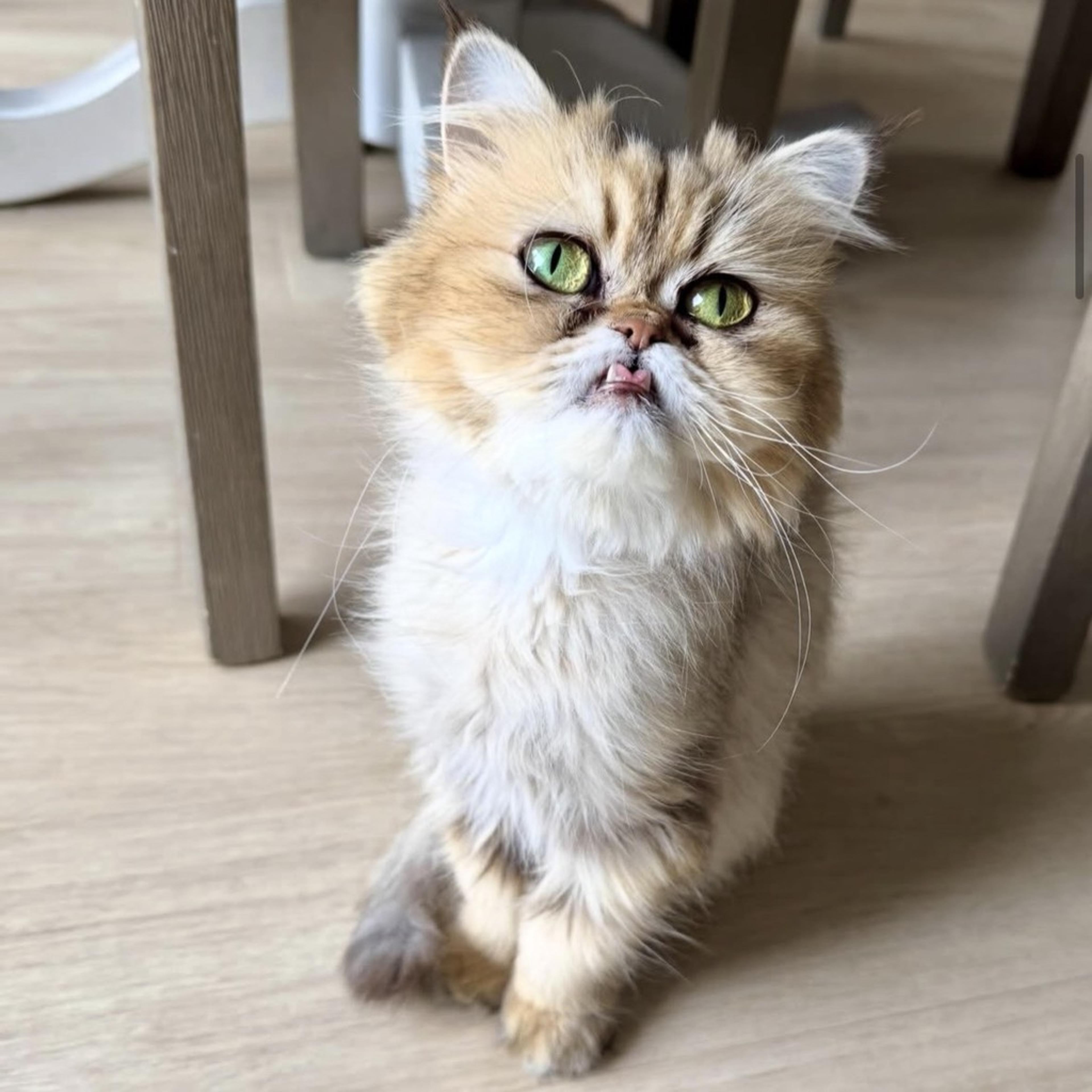 pet-image-2