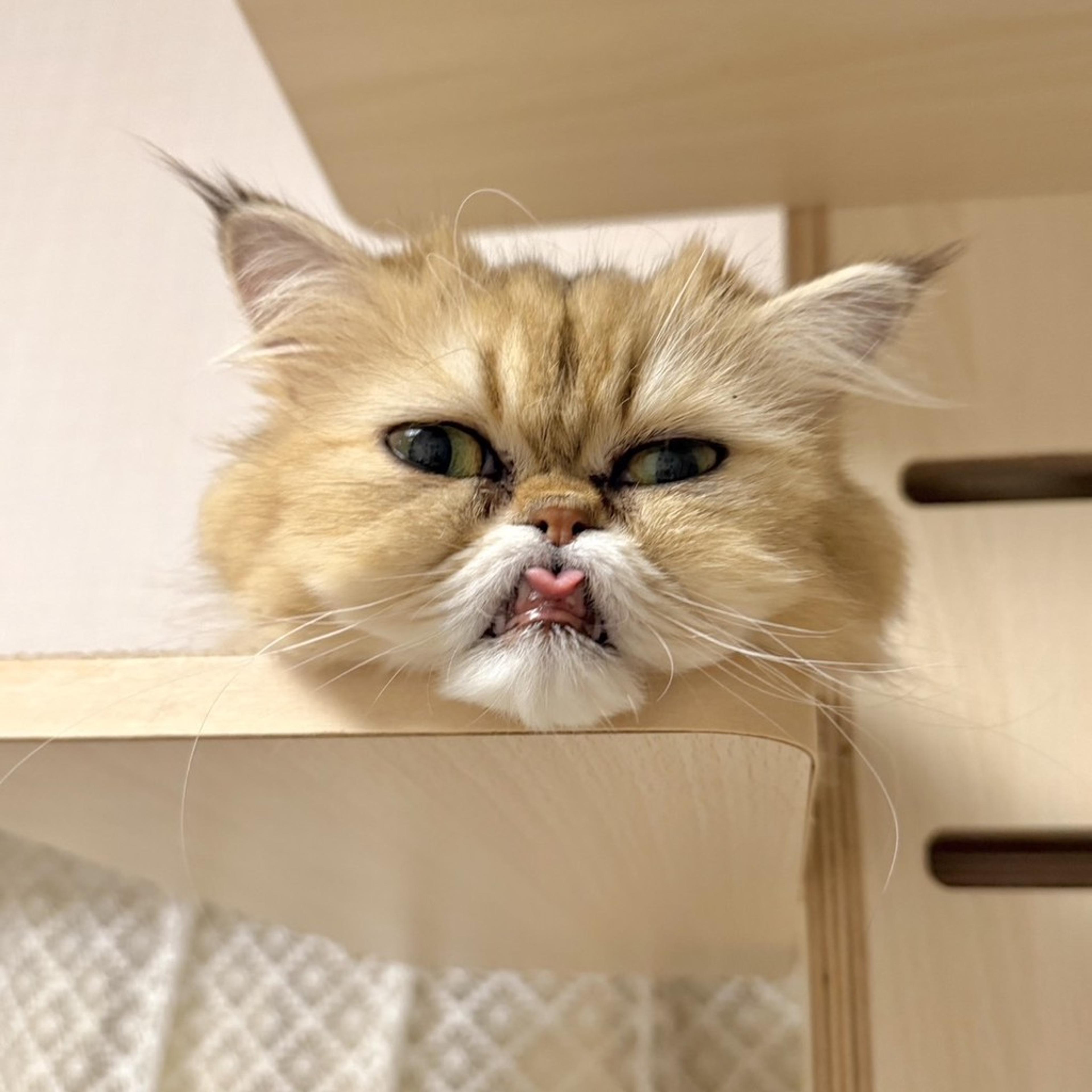 pet-image-3