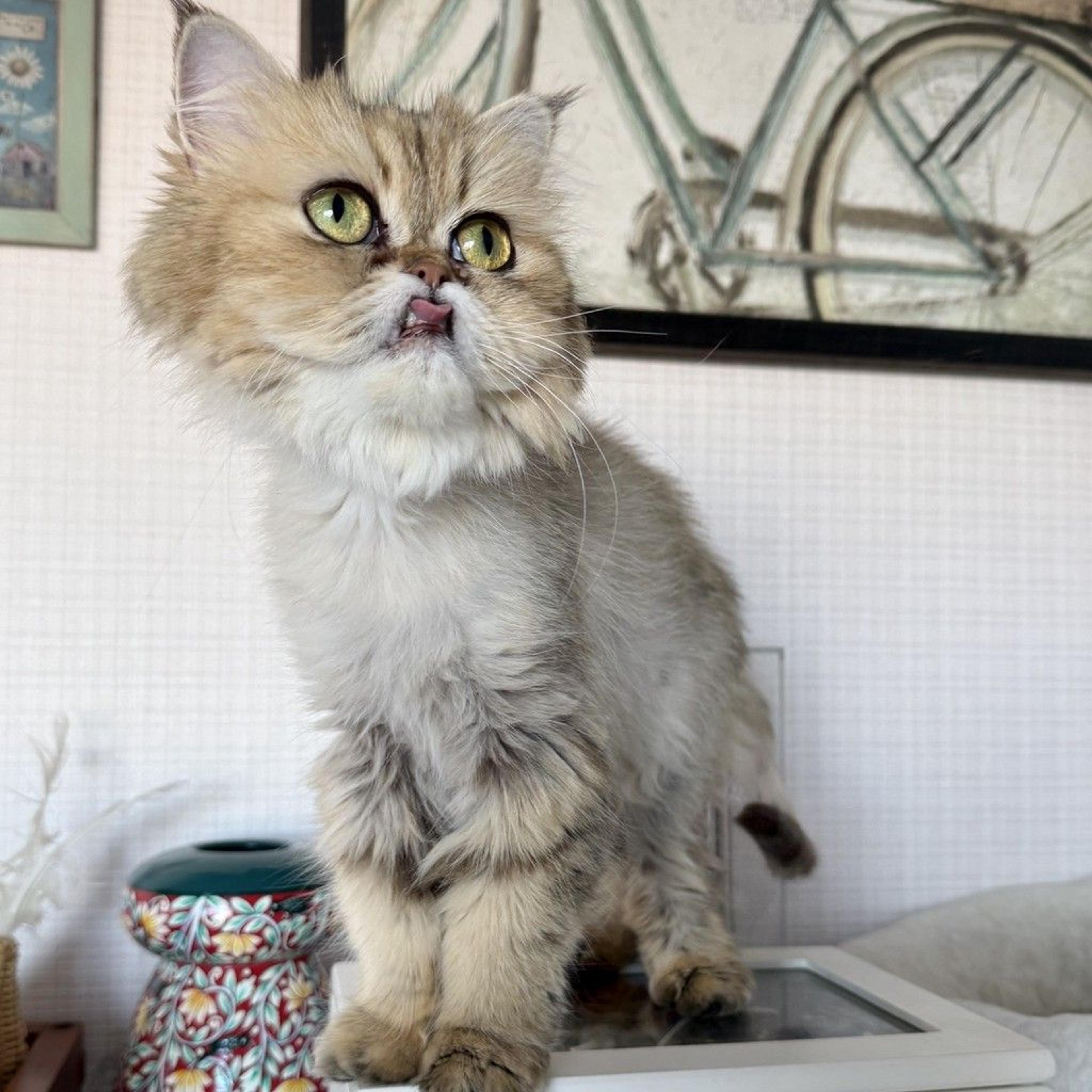 pet-image-4