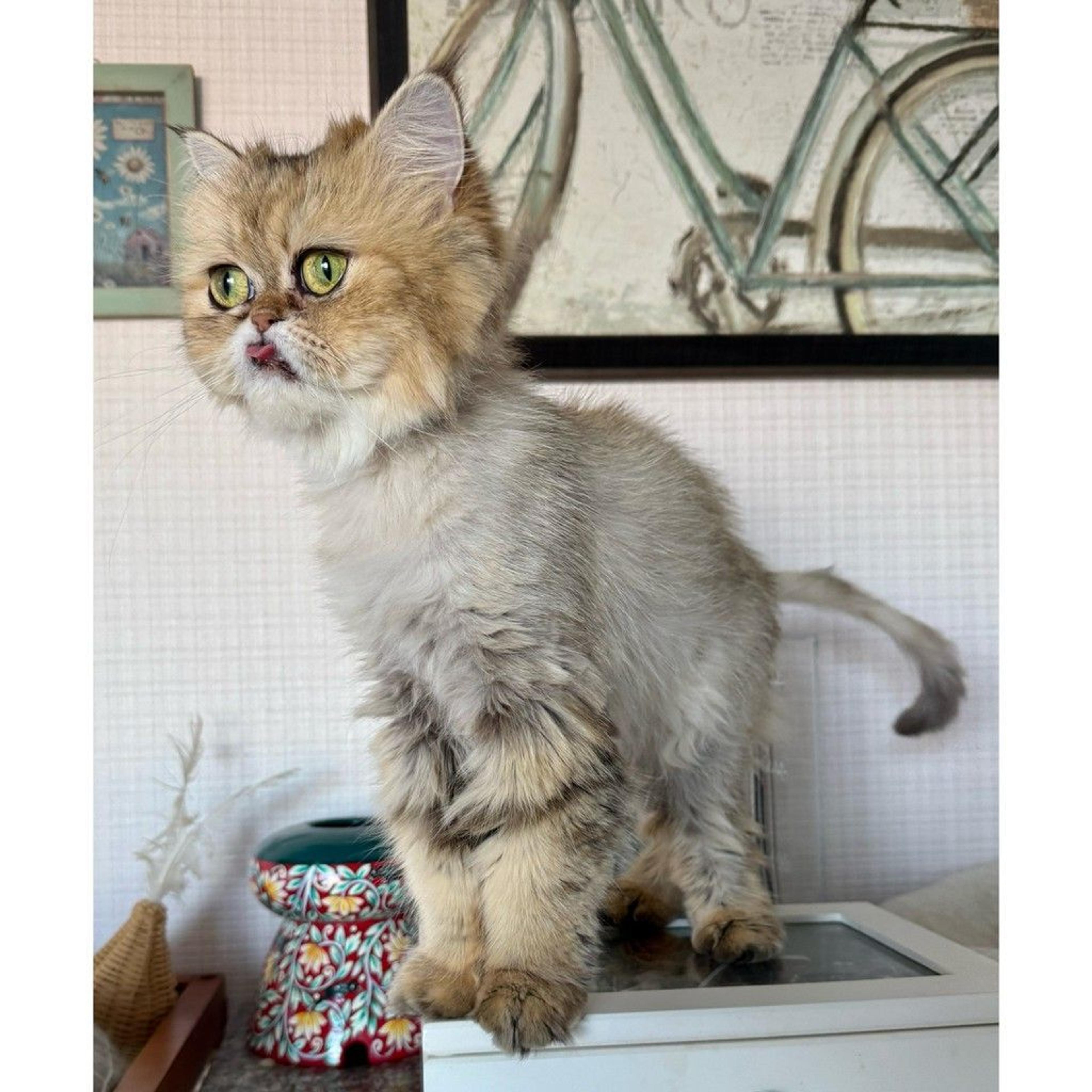 pet-image-5