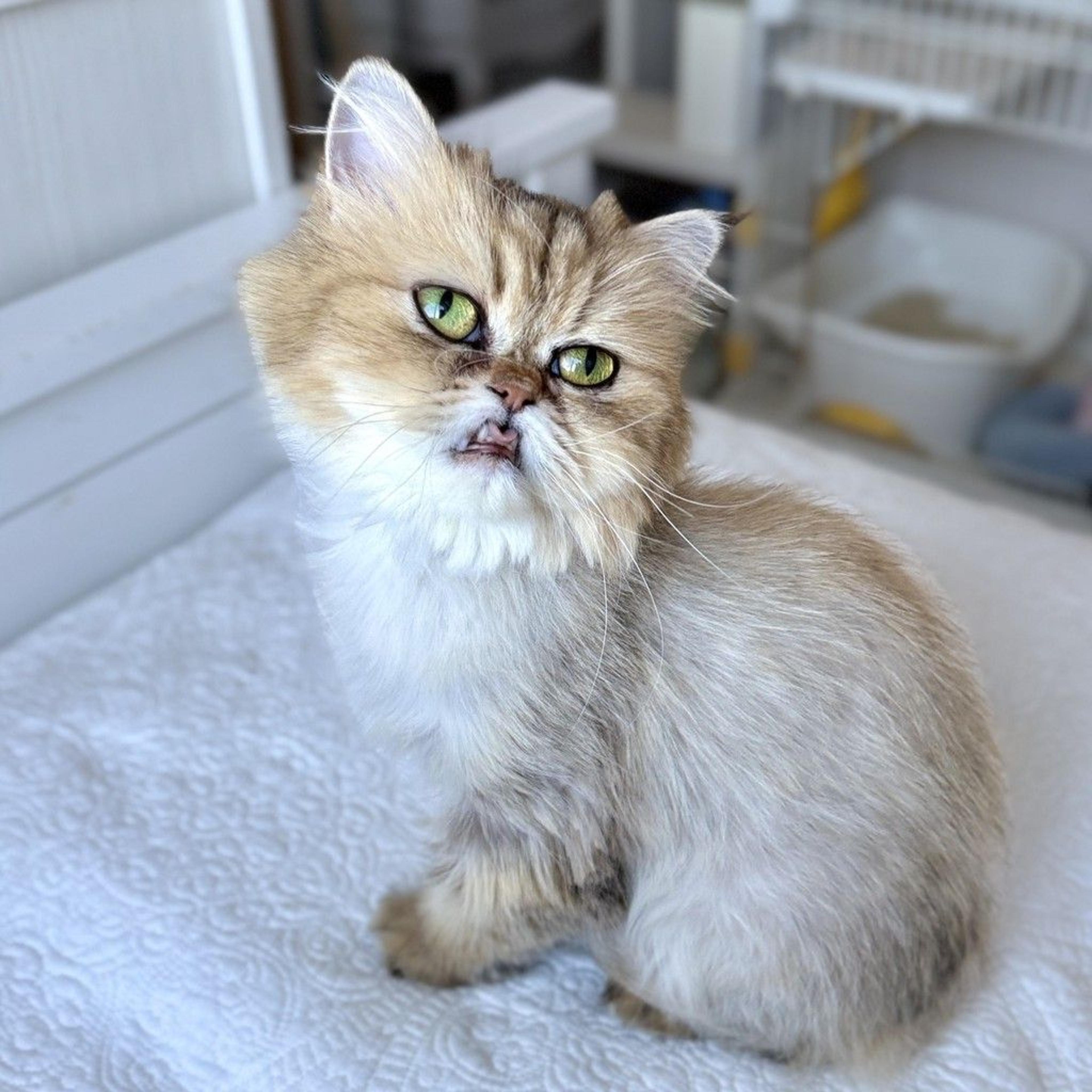 pet-image-6