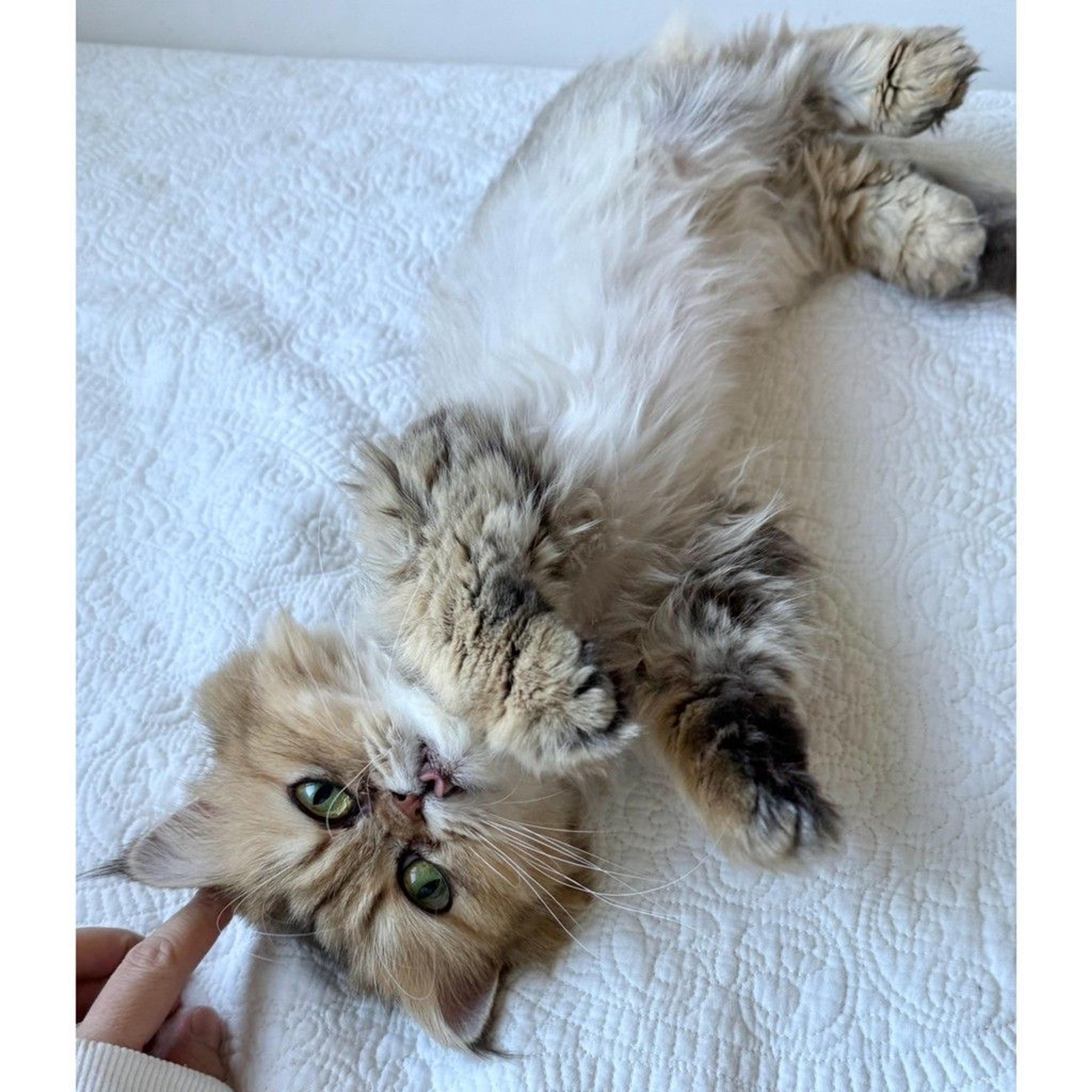 pet-image-7