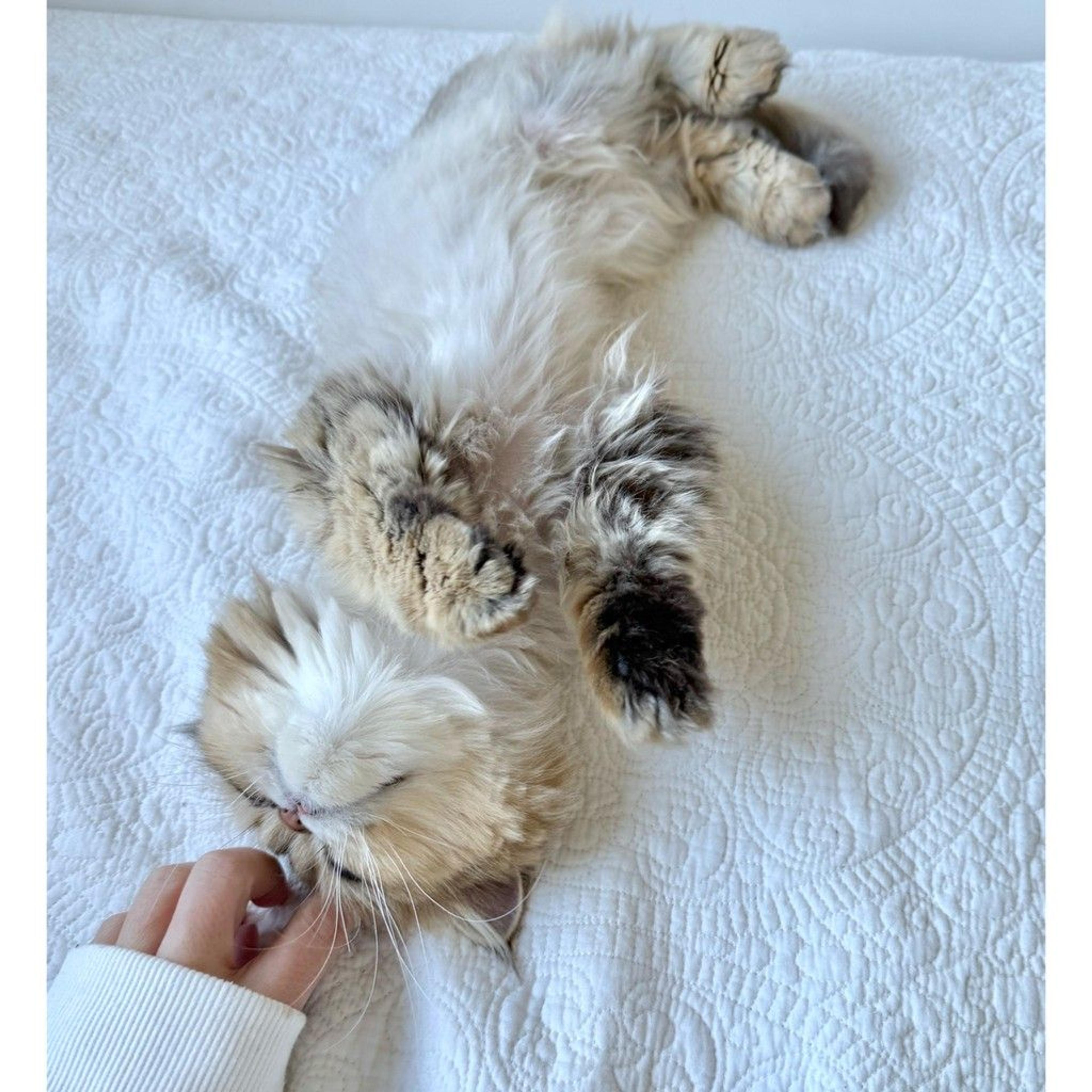 pet-image-8