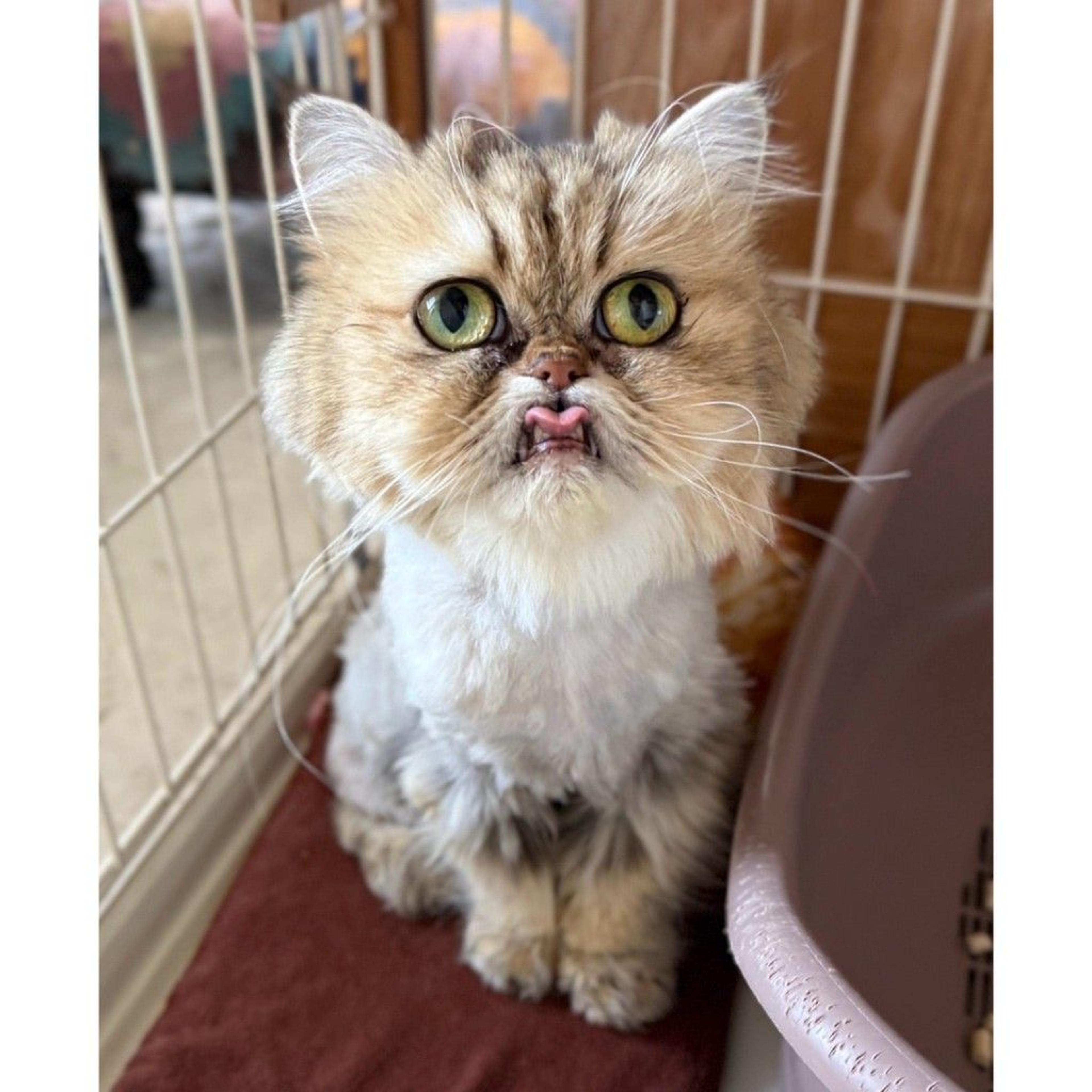 pet-image-9