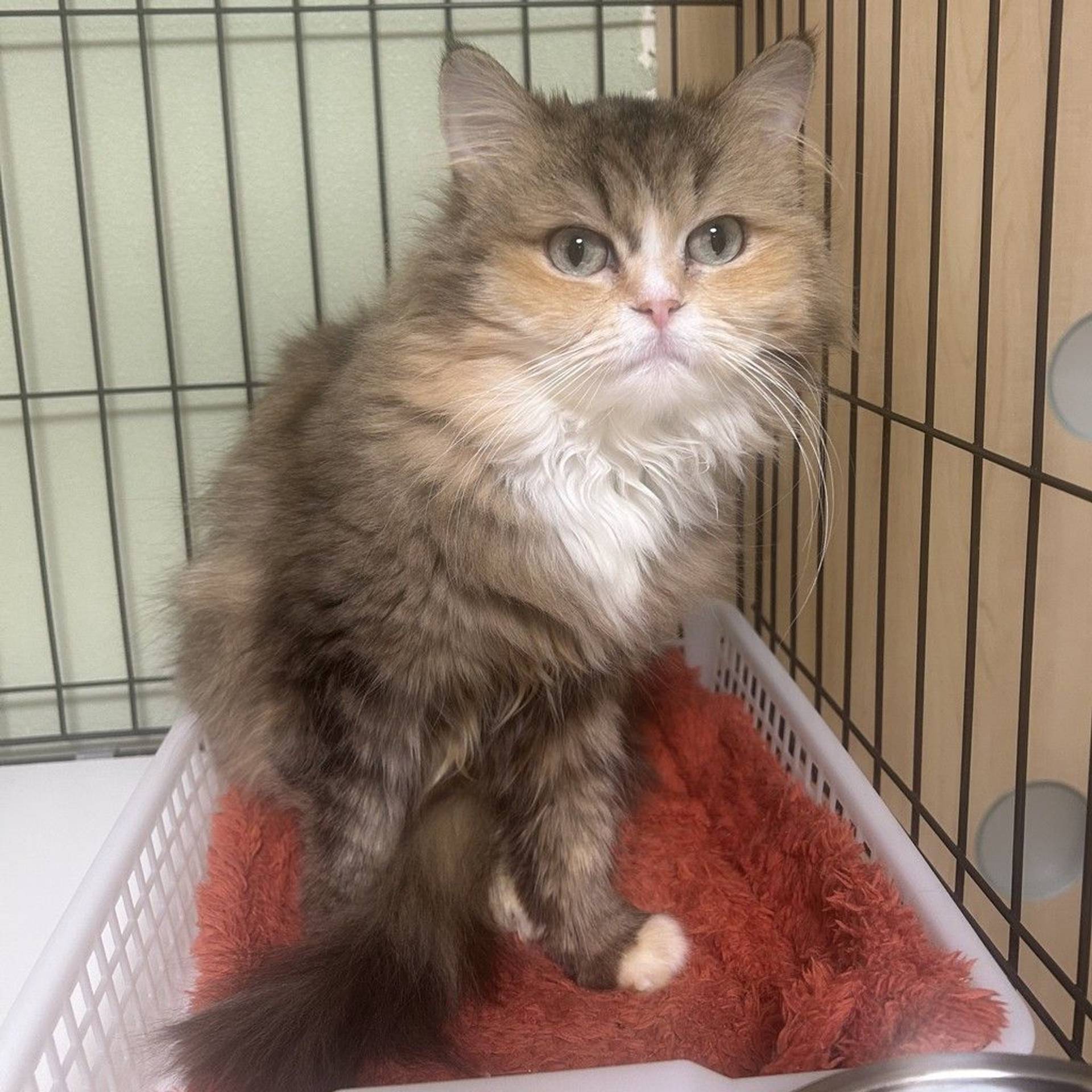 雑種（ミックス猫）・メスの里親募集の写真